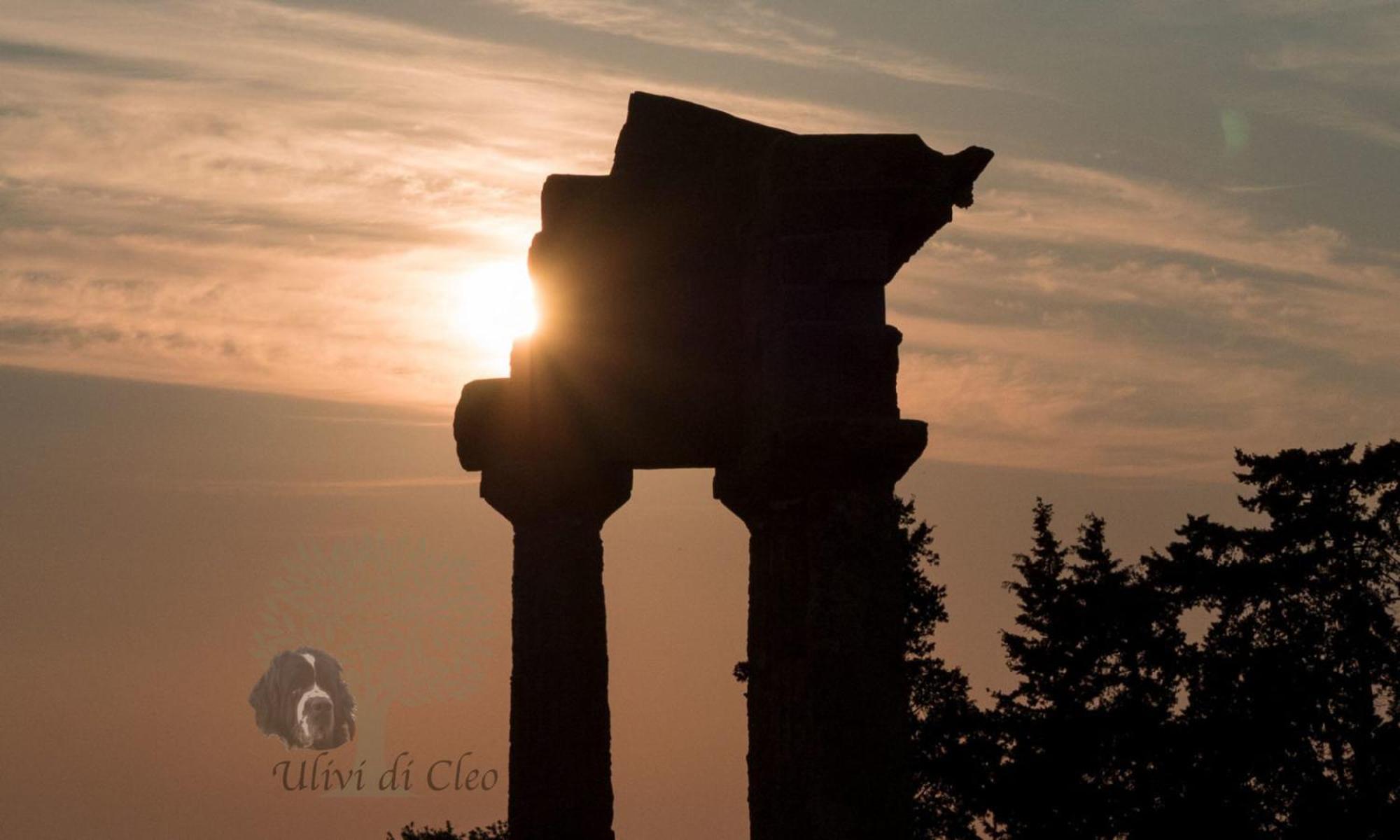 Ulivi di Cleo