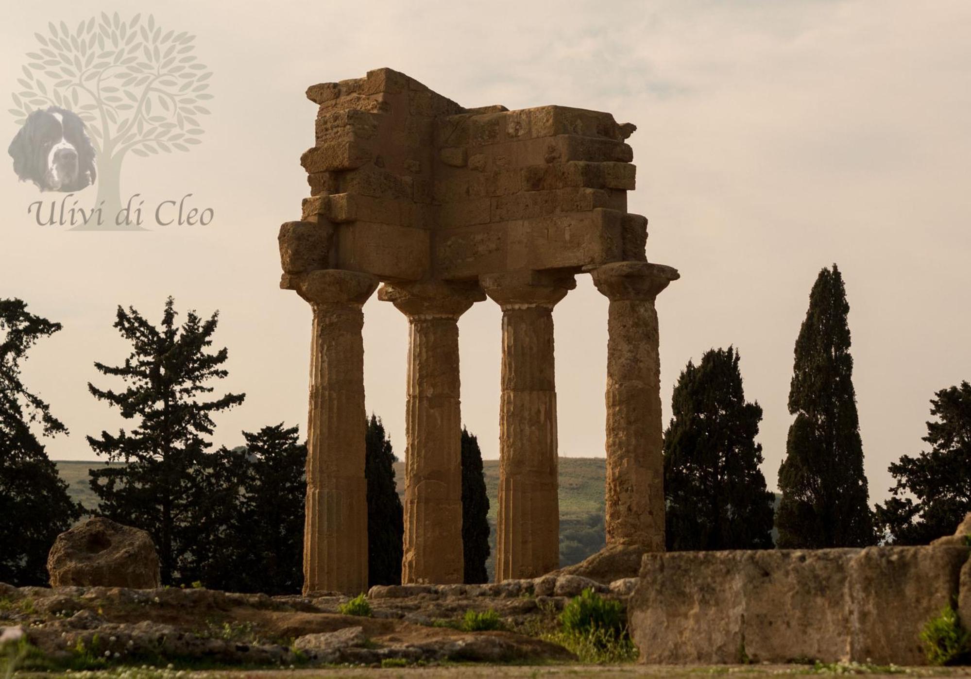 Ulivi di Cleo