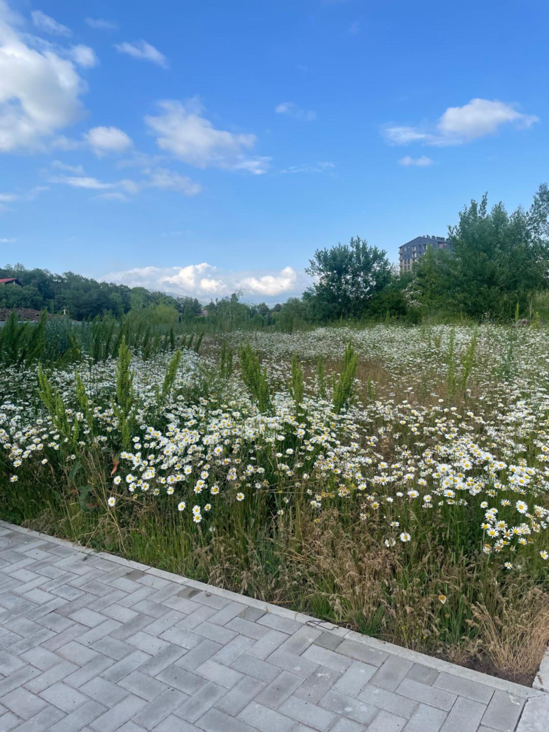 Tsaghkadzor Alvina complex