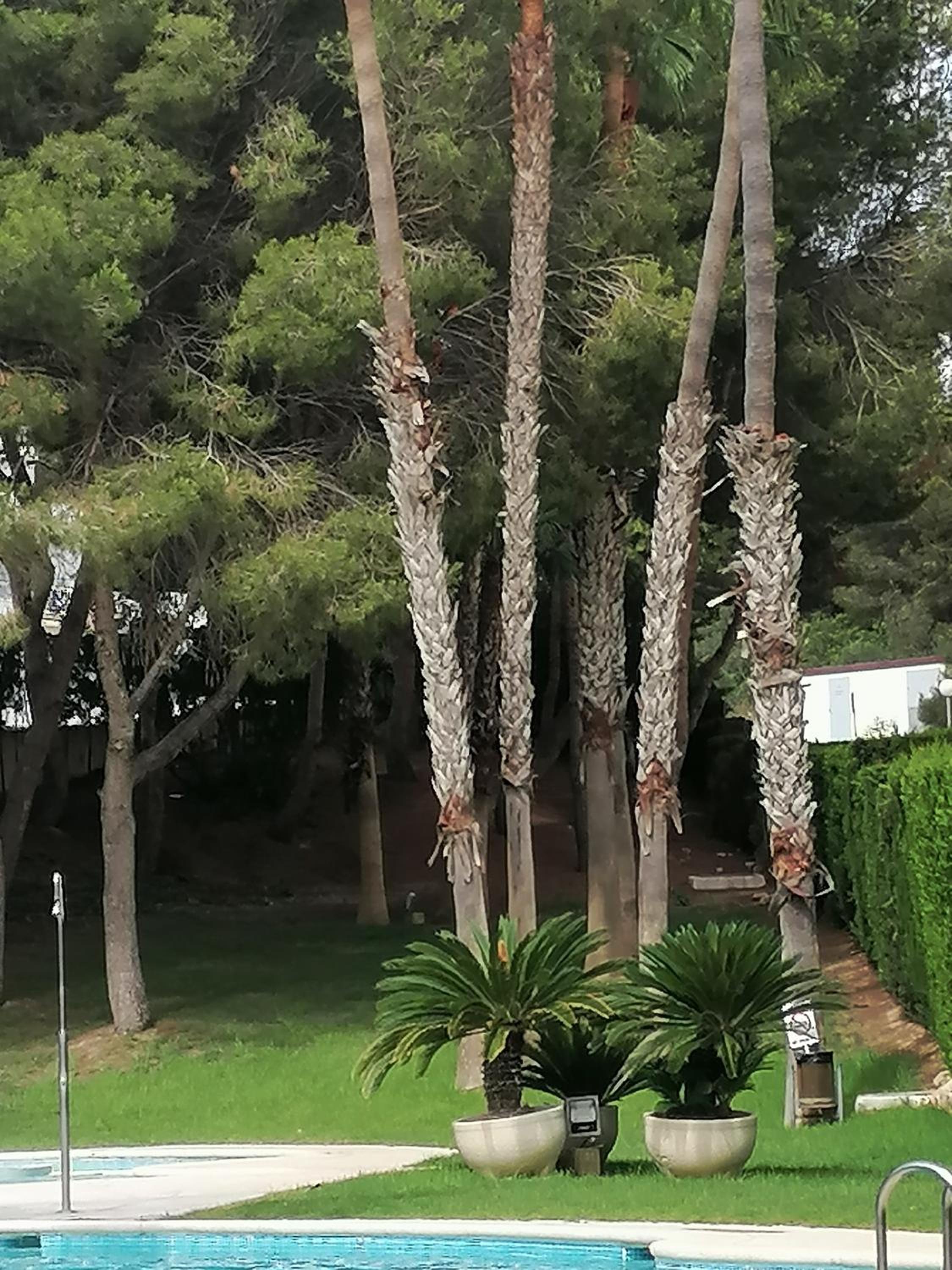 Campoamor Seaview