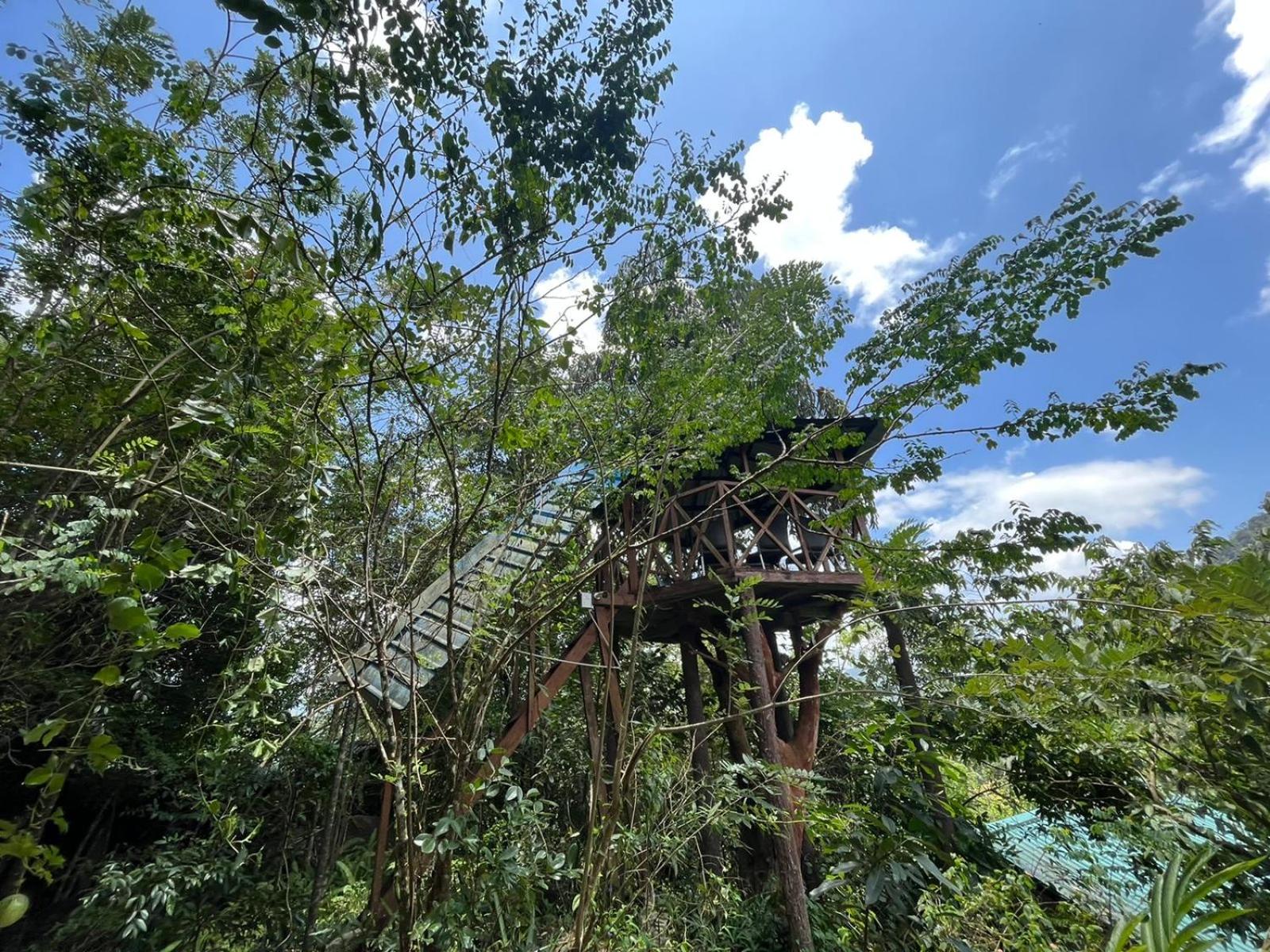 Mossy Forest Chalets