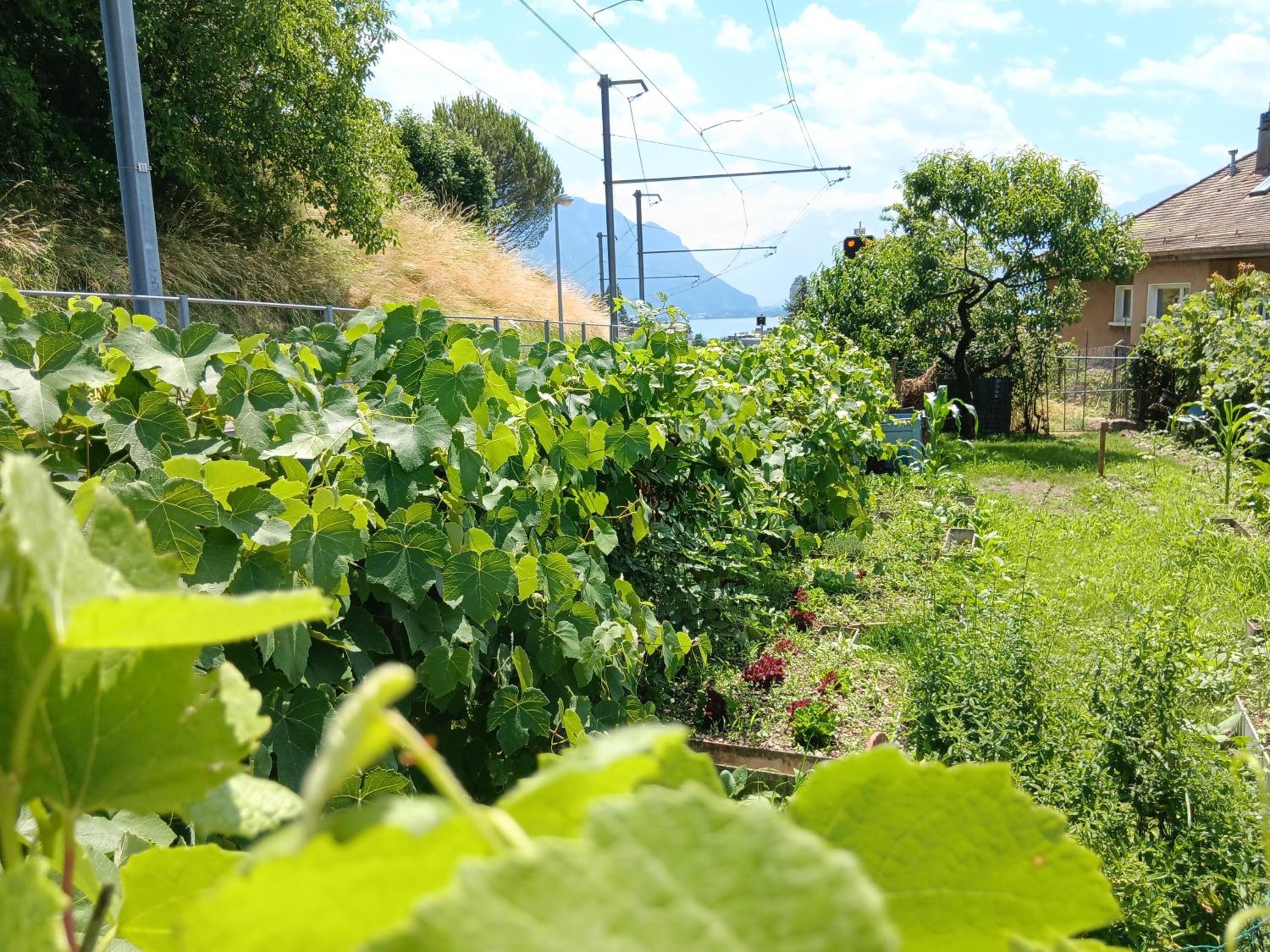 La plus belle vue du lac Léman