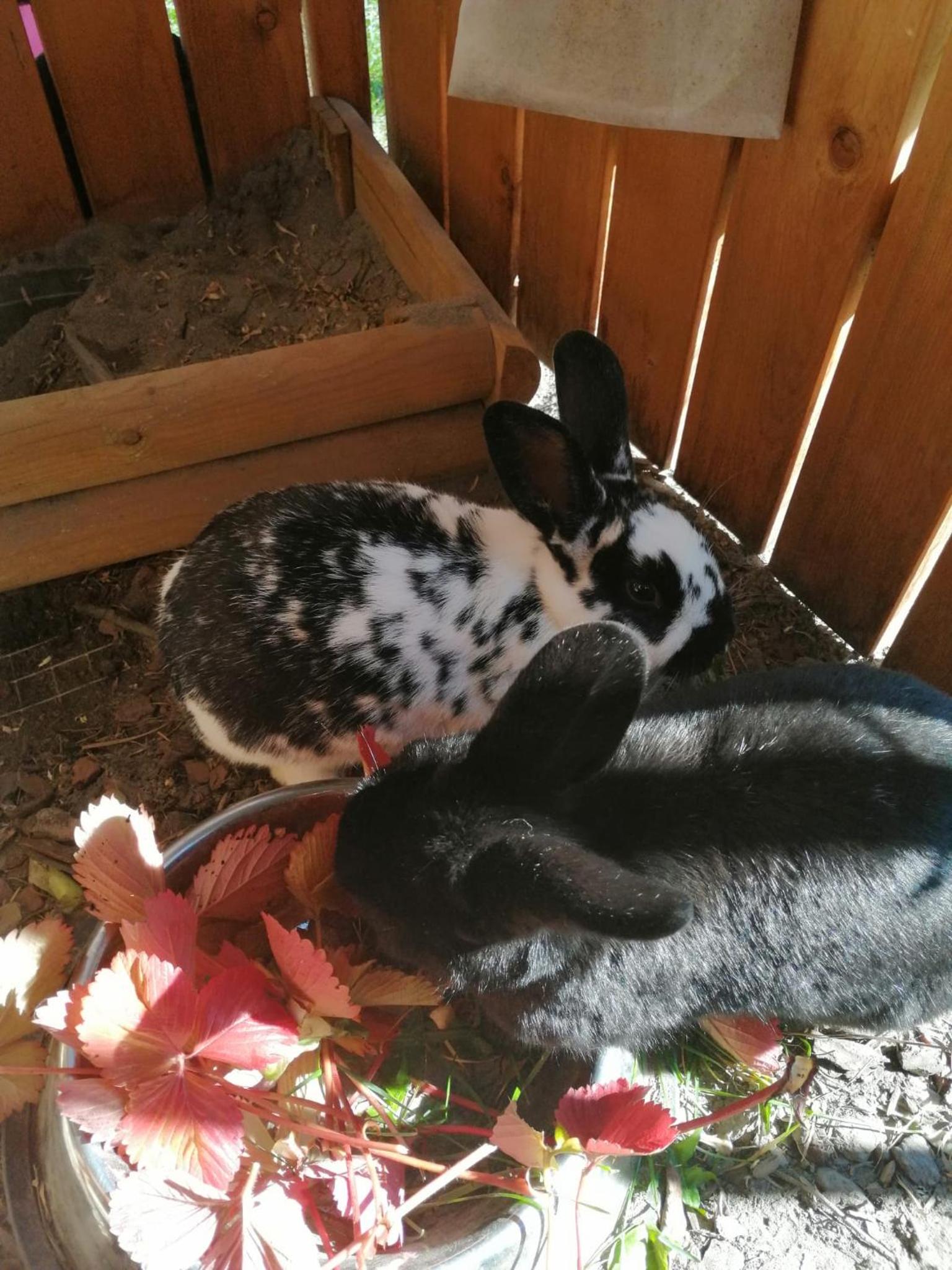 Photo 56