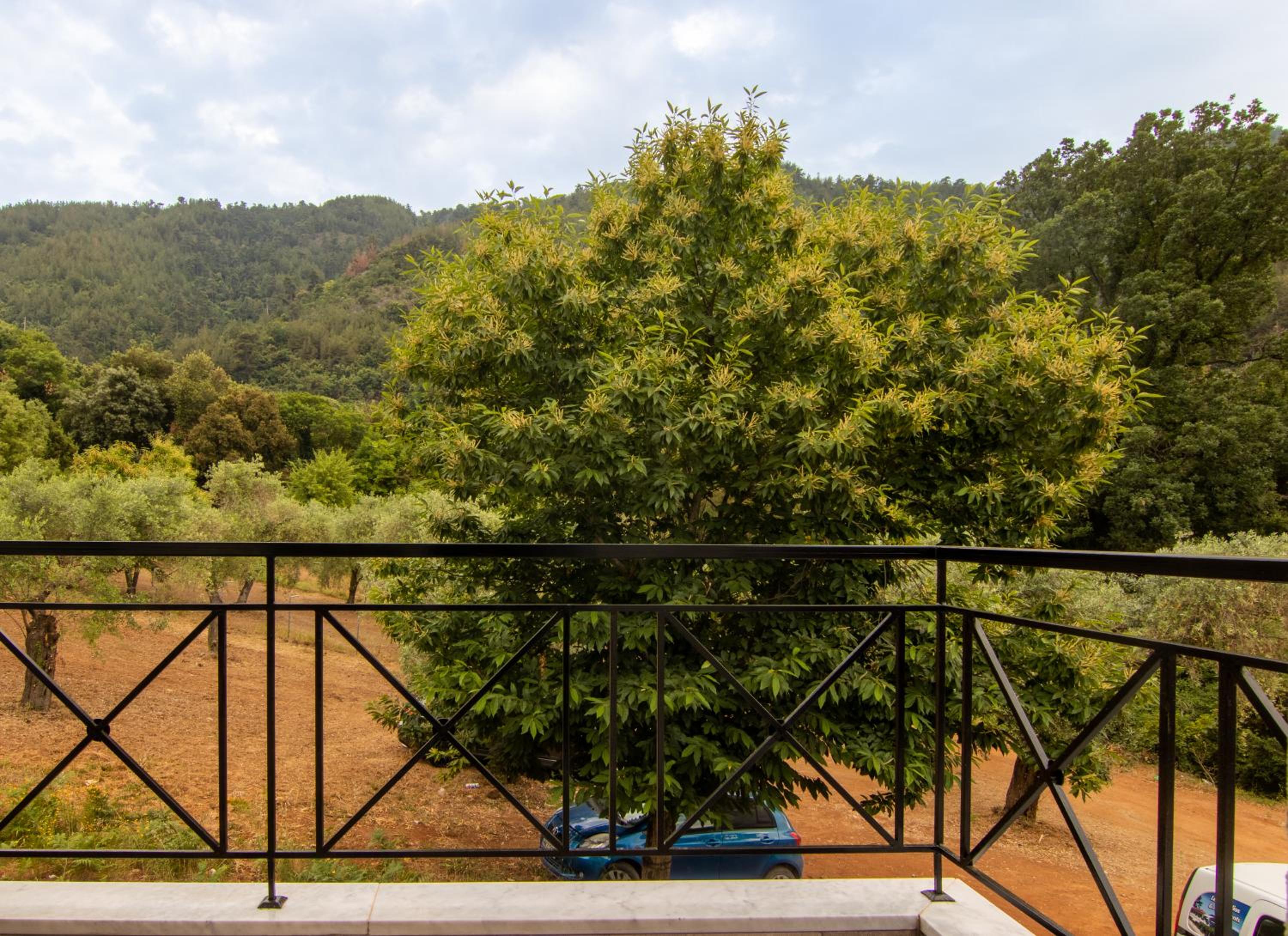 Evergreen Thassos