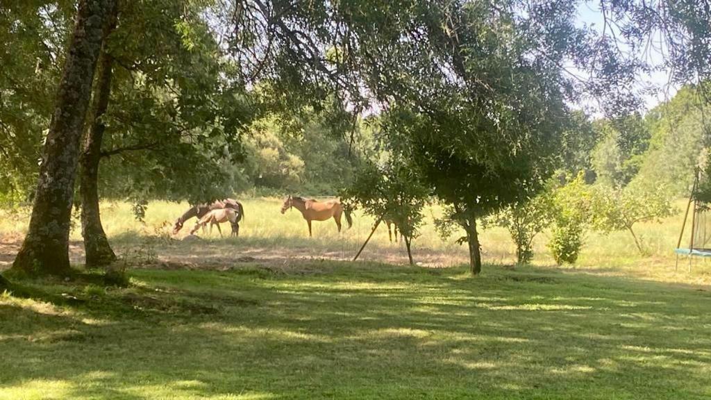 El Bosque de Candeleda
