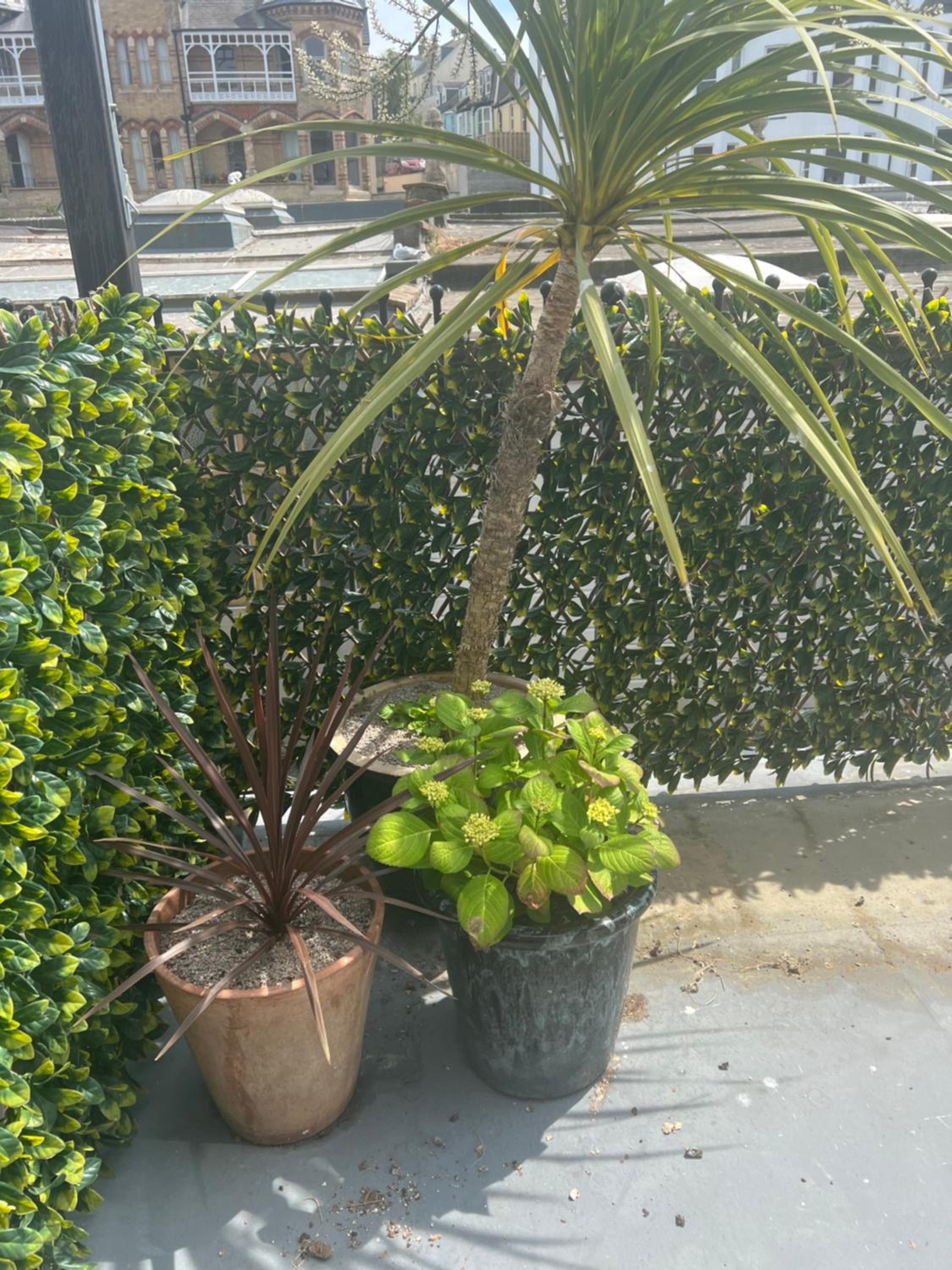 Photo 11