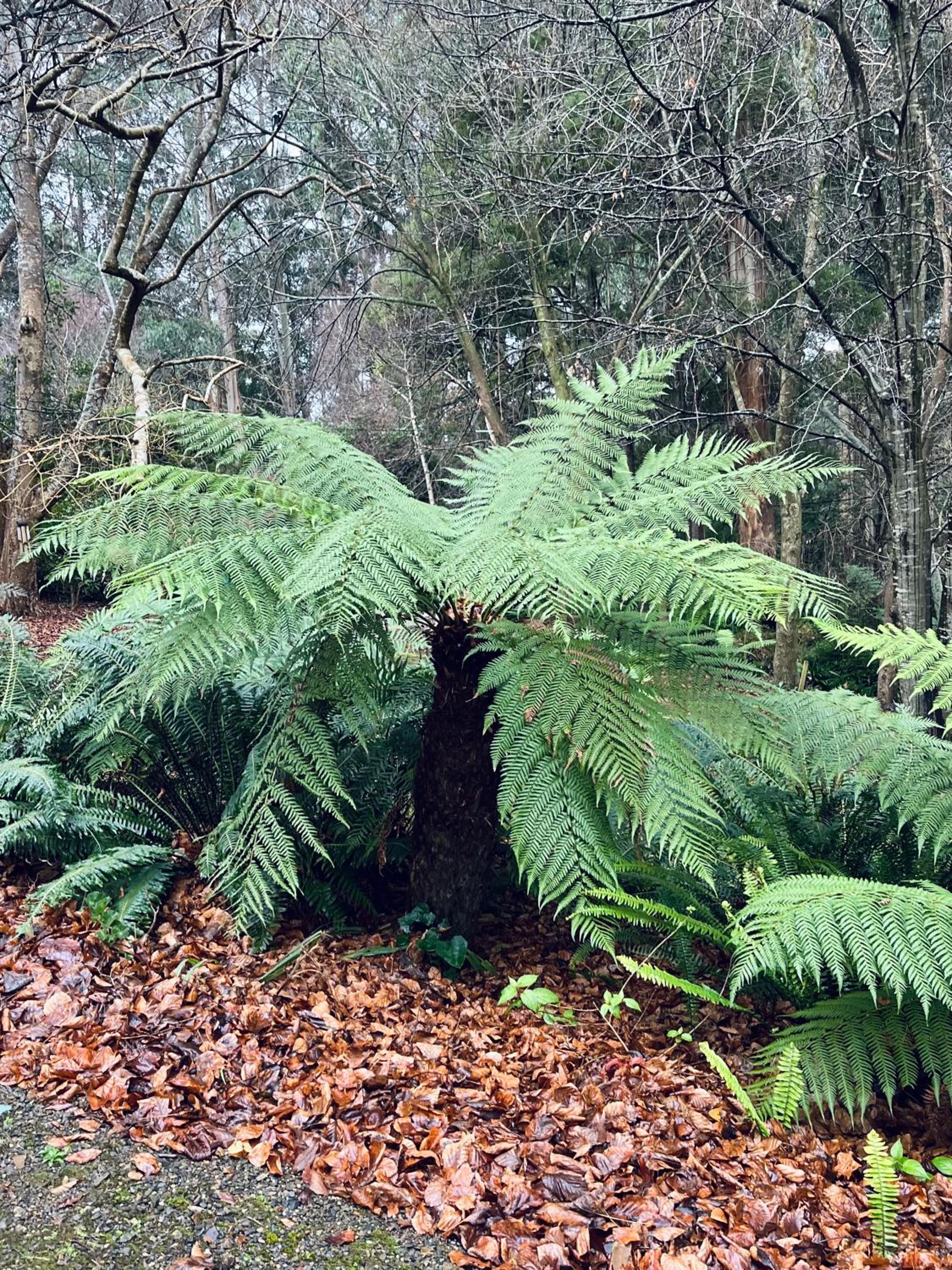 The Beeches Olinda Accommodation