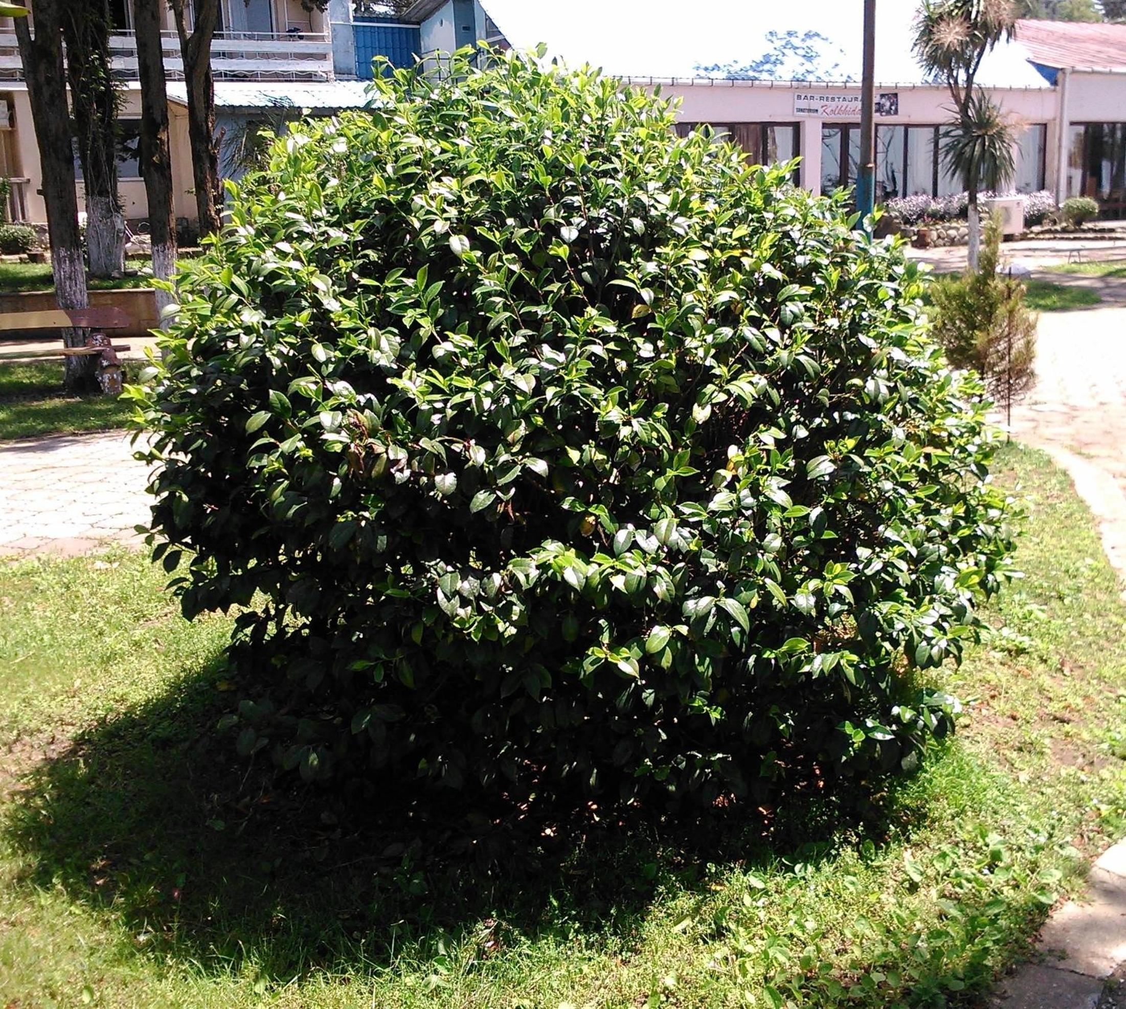Photo 21
