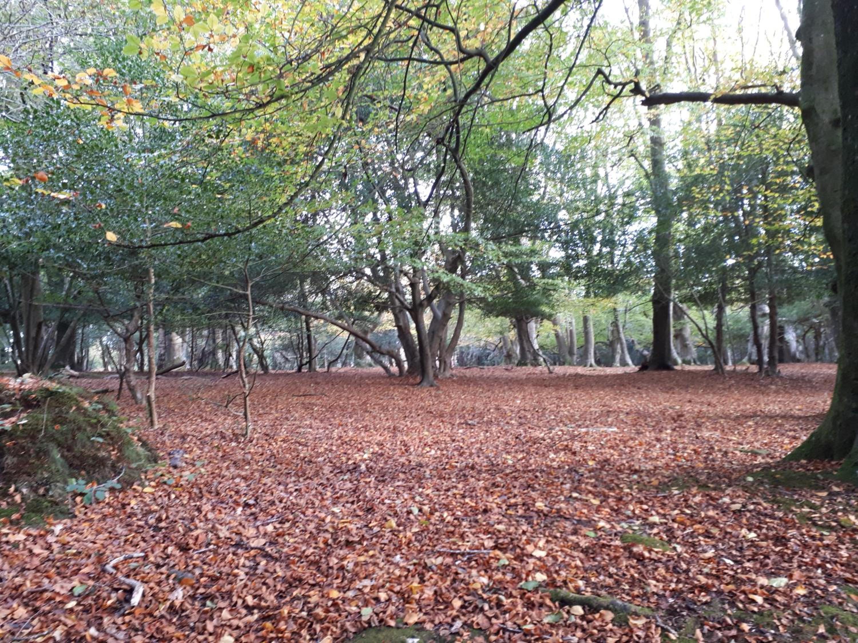 Spacious family cottage with private garden and forest walks