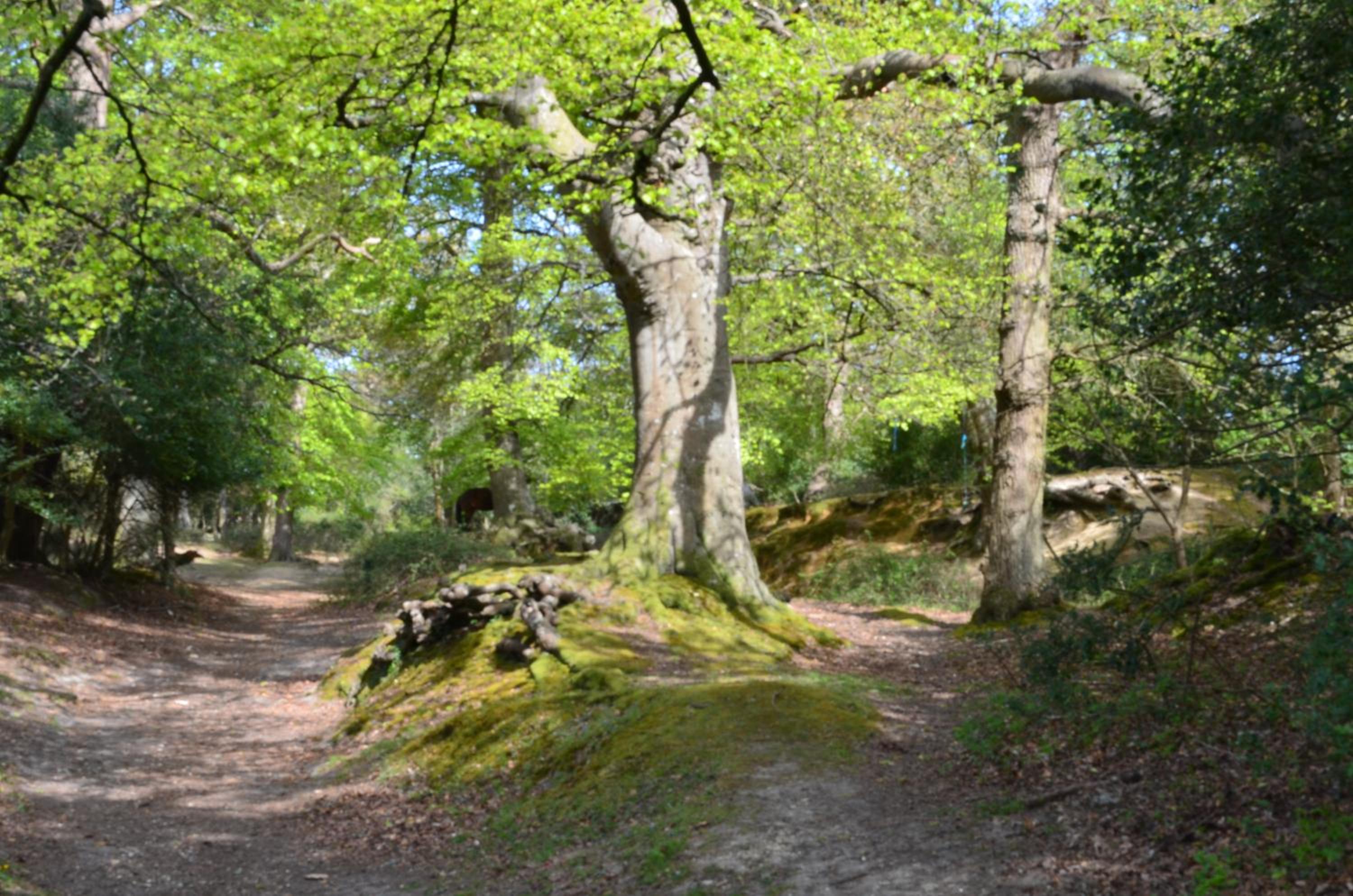 Spacious family cottage with private garden and forest walks