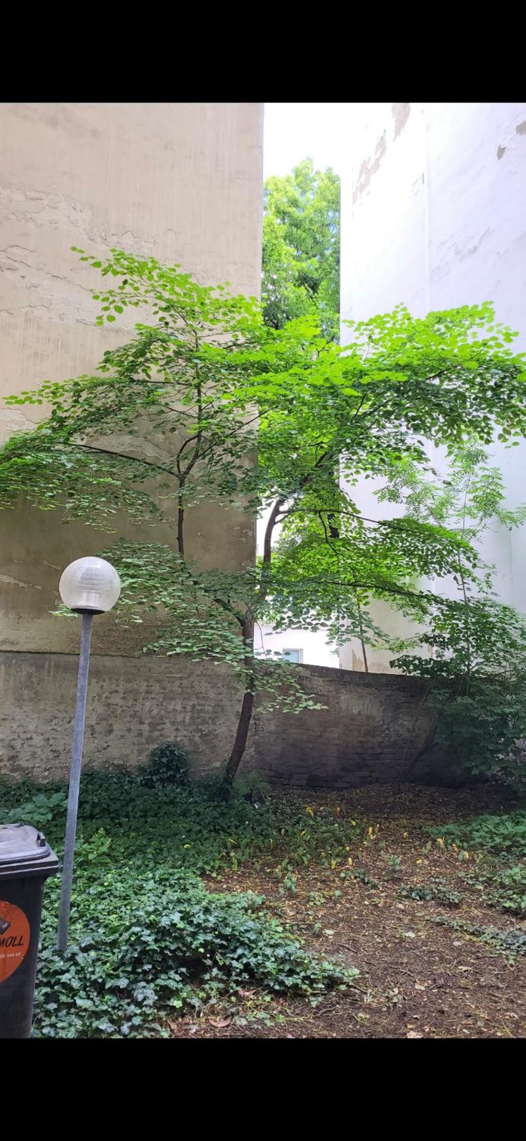 Schoene Altbauwohnung Wien Zentrum Brigittenauer Lände 32