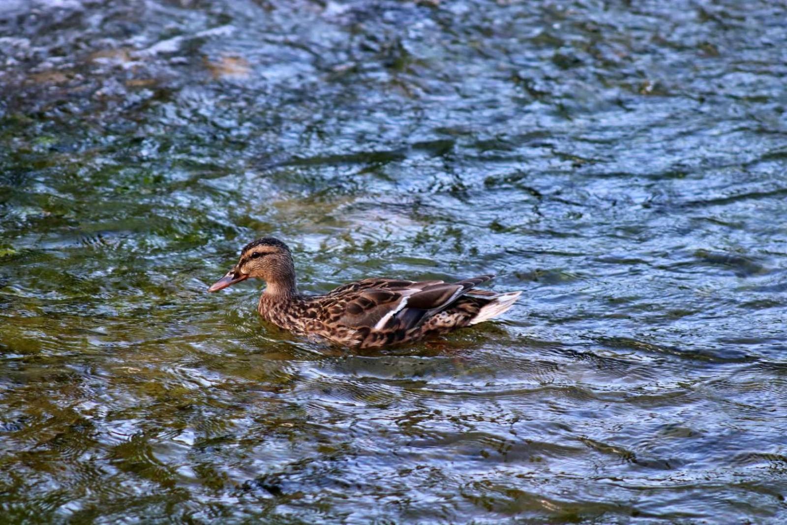 Domacinstvo na kraju svijeta