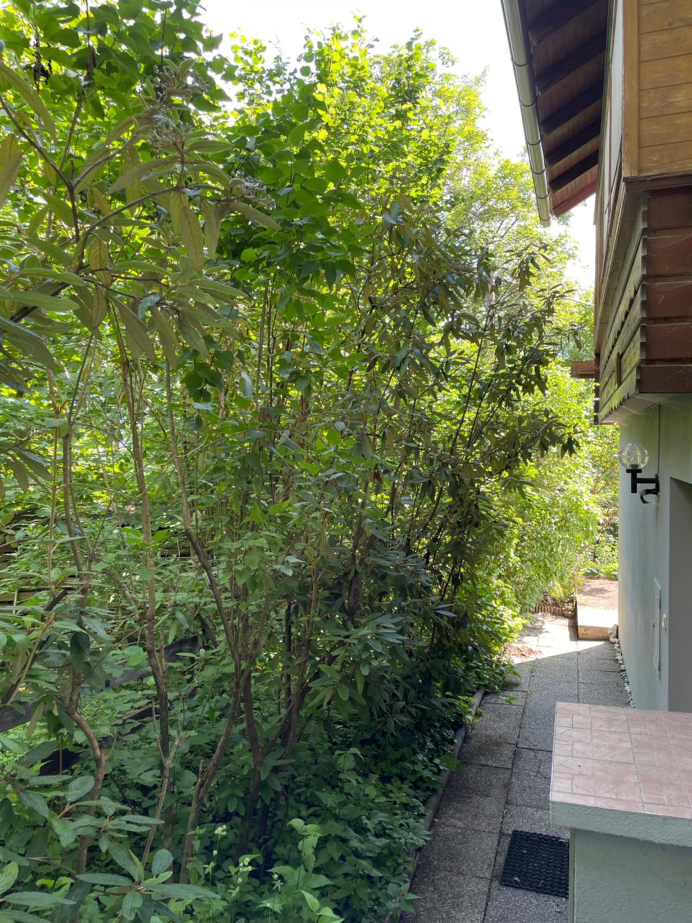 Haus Silverfern