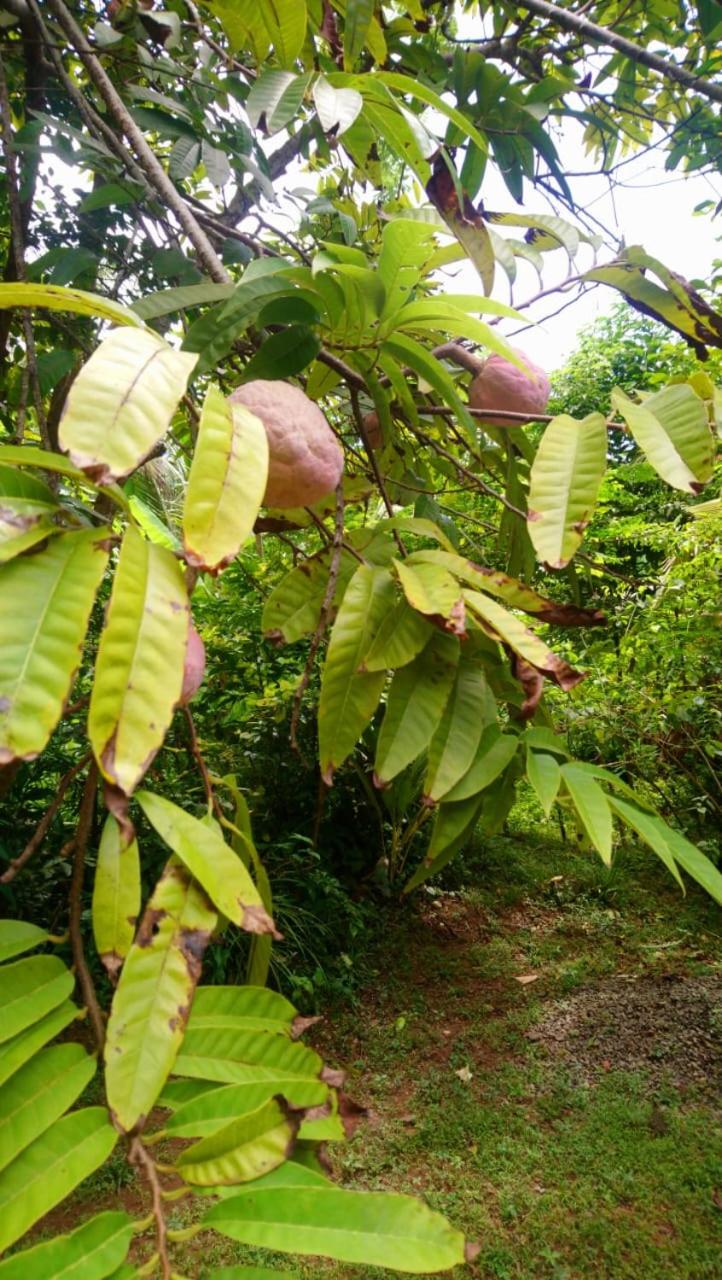 Cinnamon nature villa