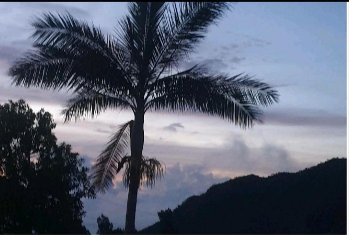 Au coeur des plantations view 4