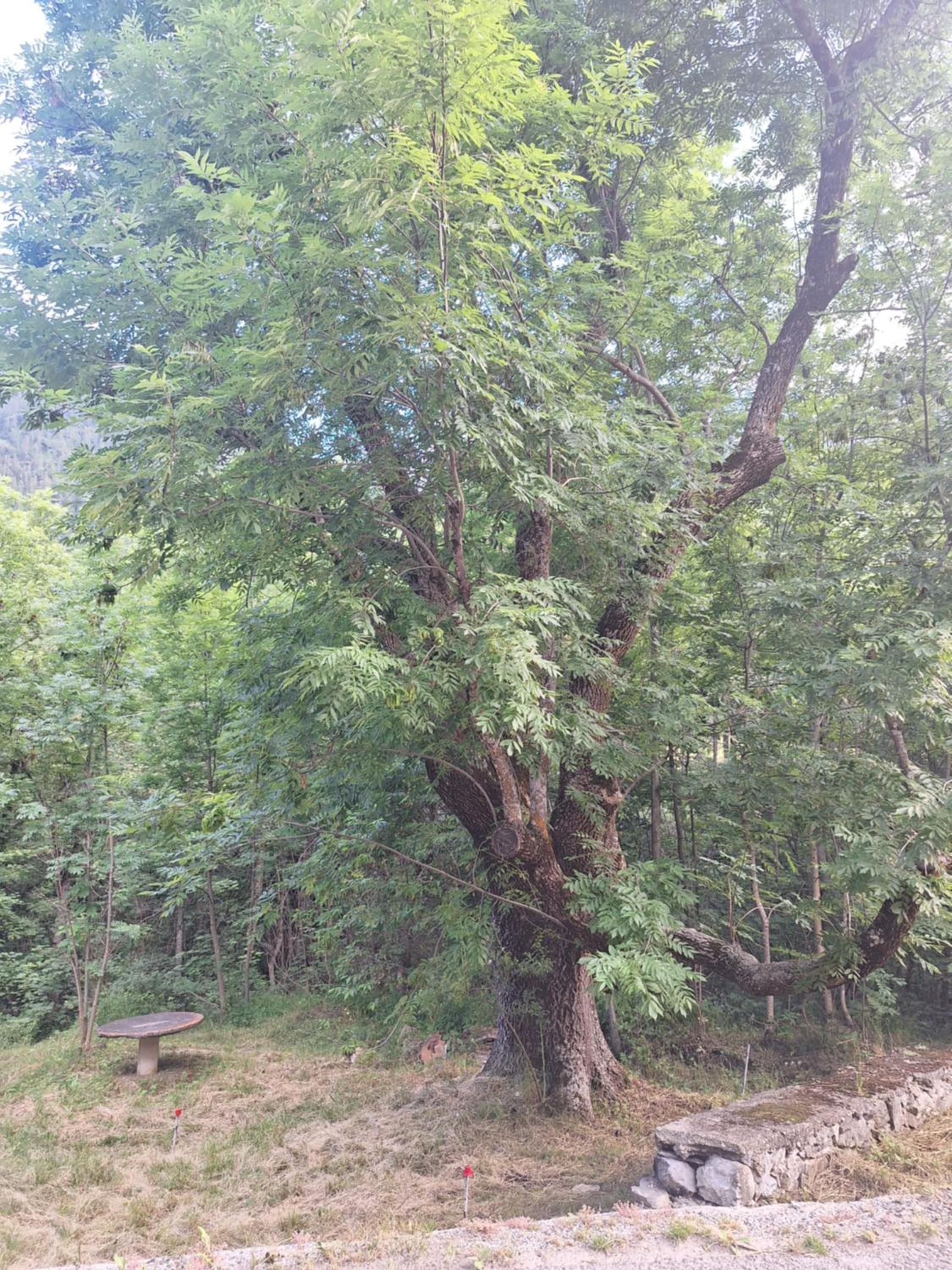 Photo 29