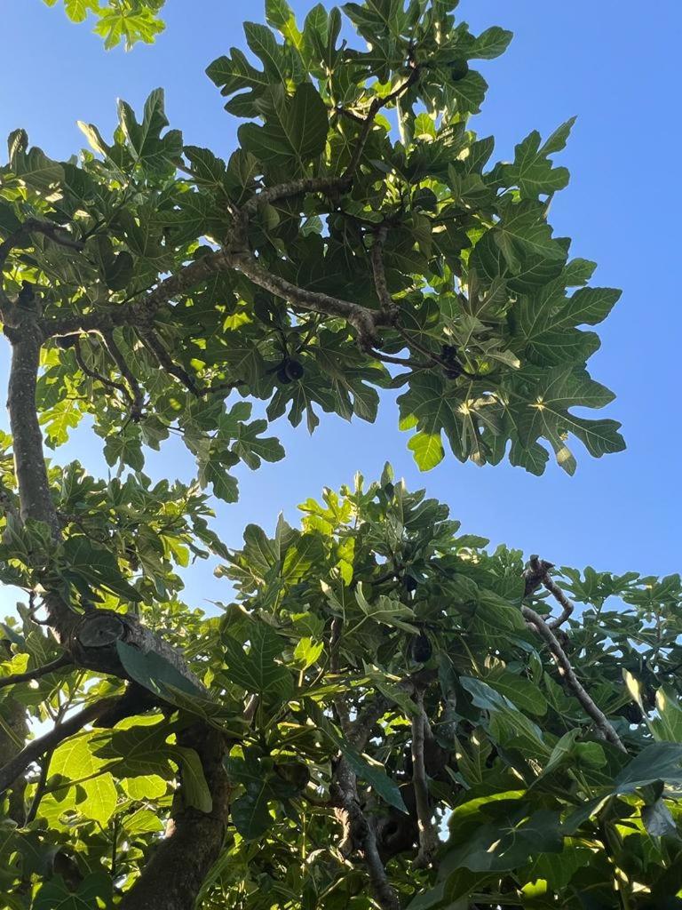 Agriturismo Il Giardino Degli Olivi Appartamenti