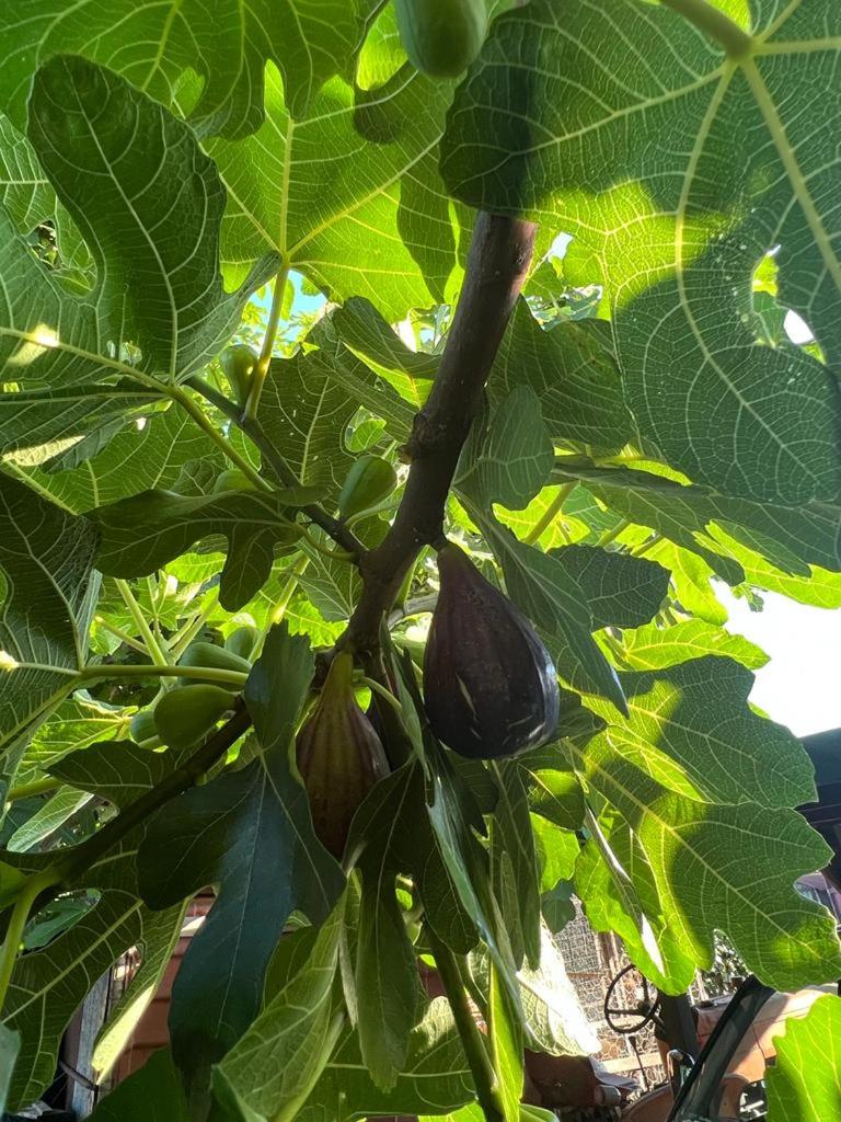 Agriturismo Il Giardino Degli Olivi Appartamenti