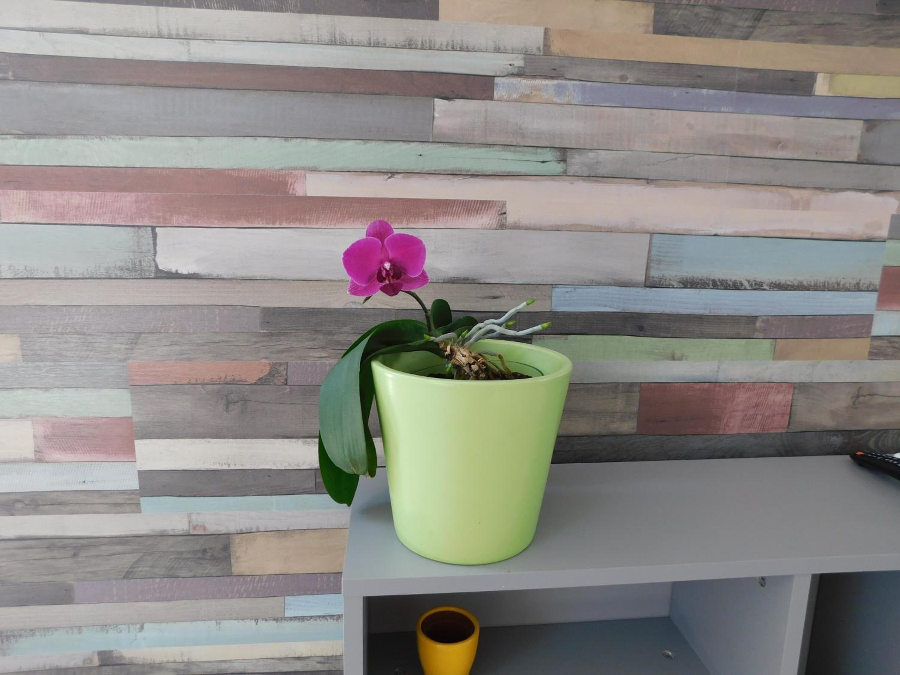 Tina apartman