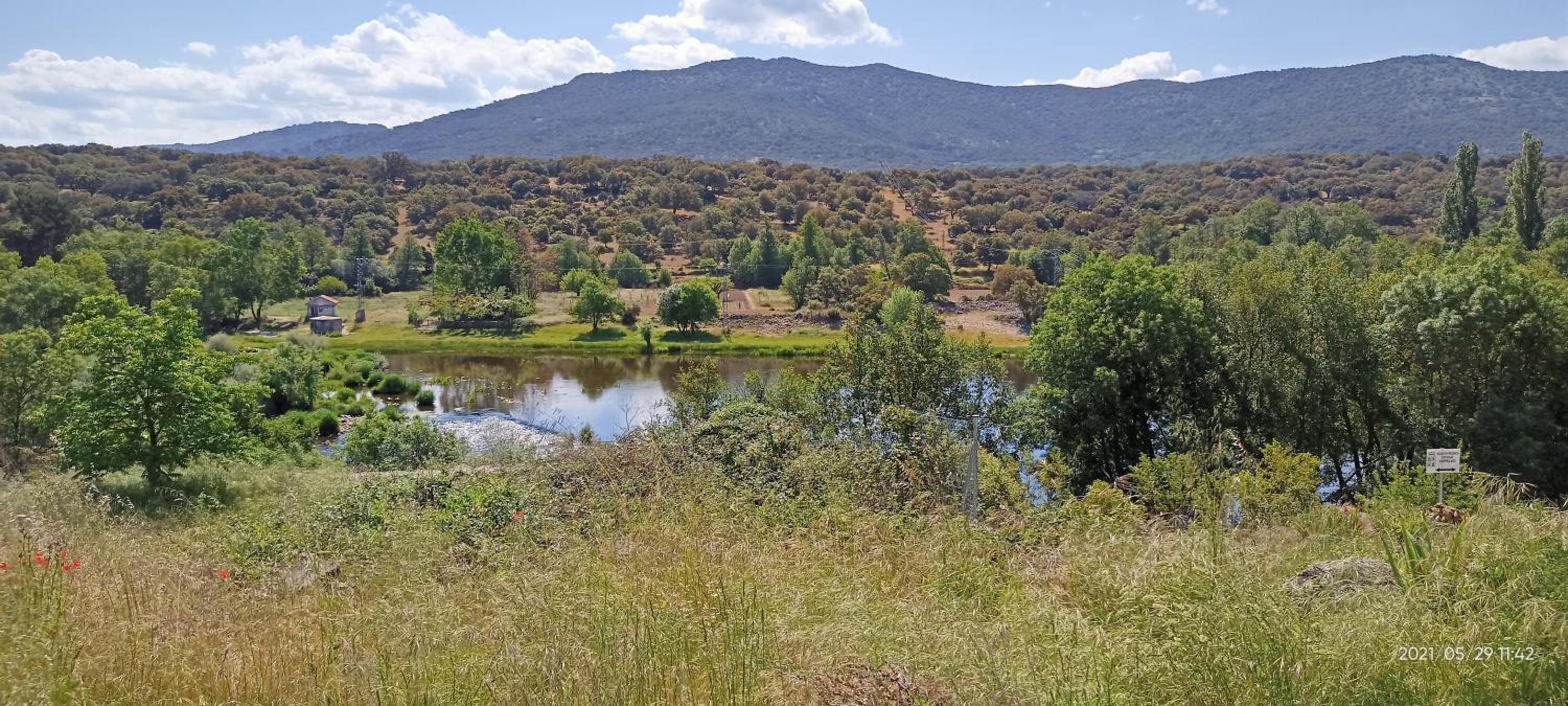 EL PIORNO DE ALCACERA