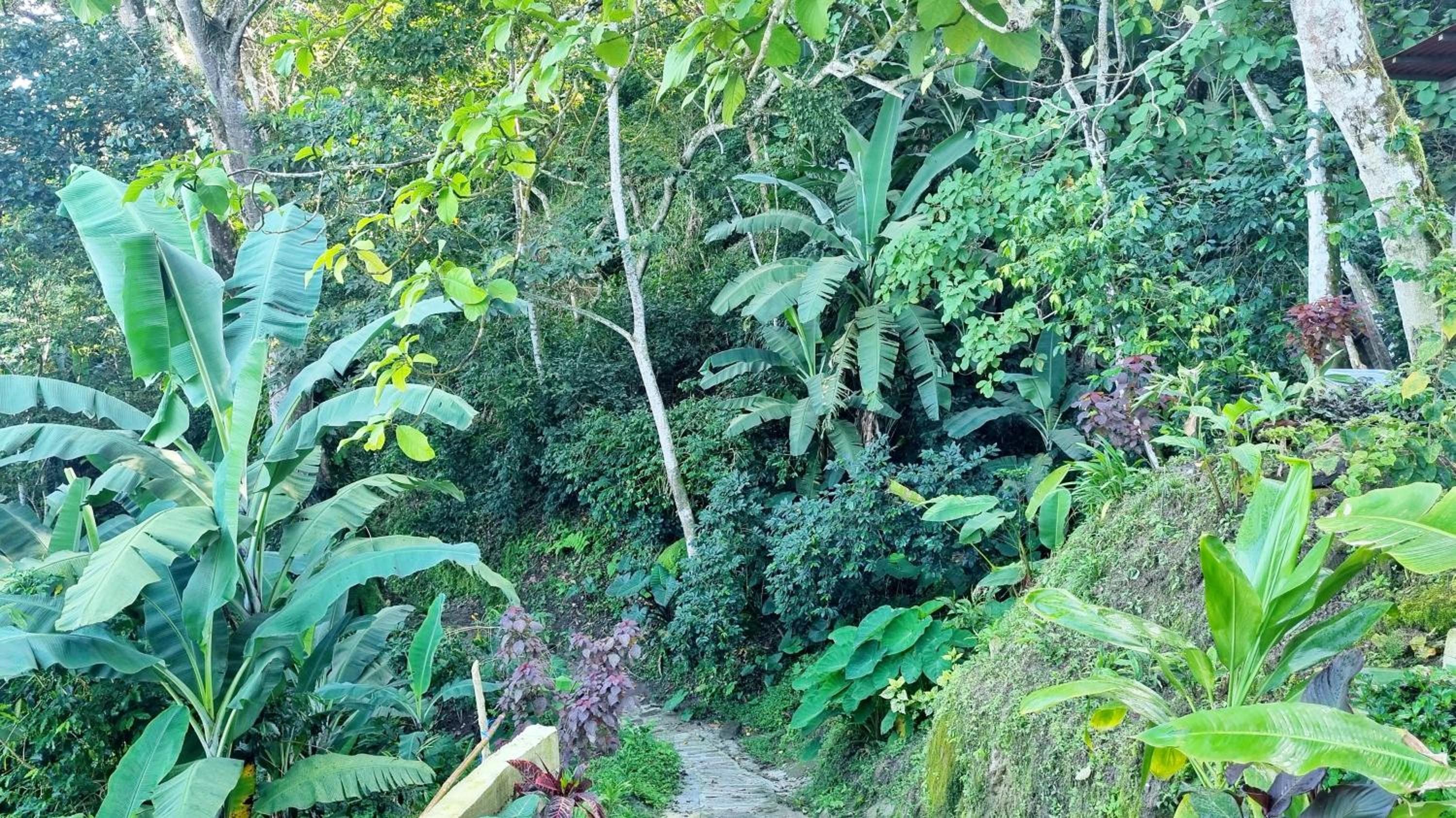 Minca Sintropia - Sustainable Lodge & Organic Coffee Finca