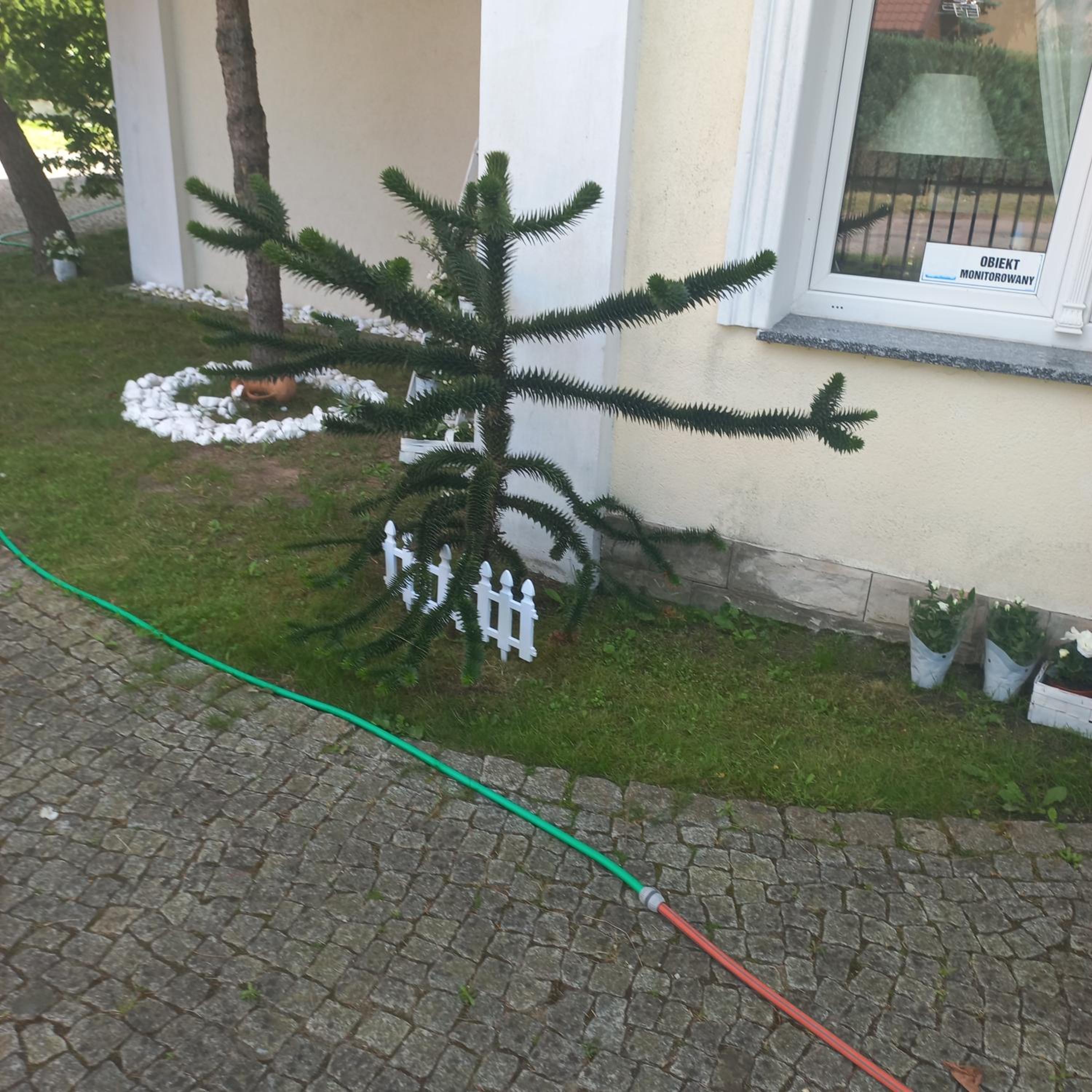 Photo 38