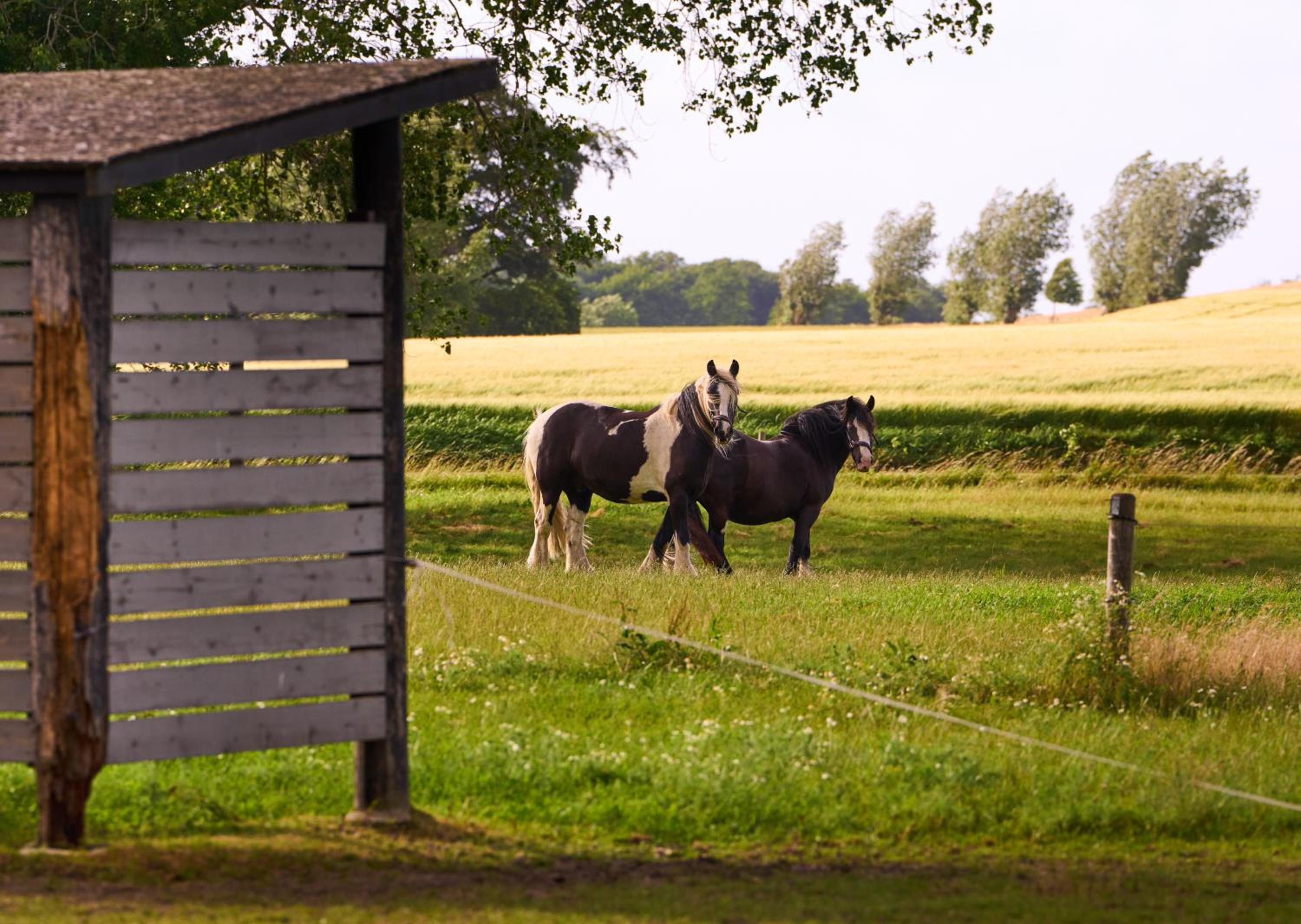 Hesselgaard Glamping
