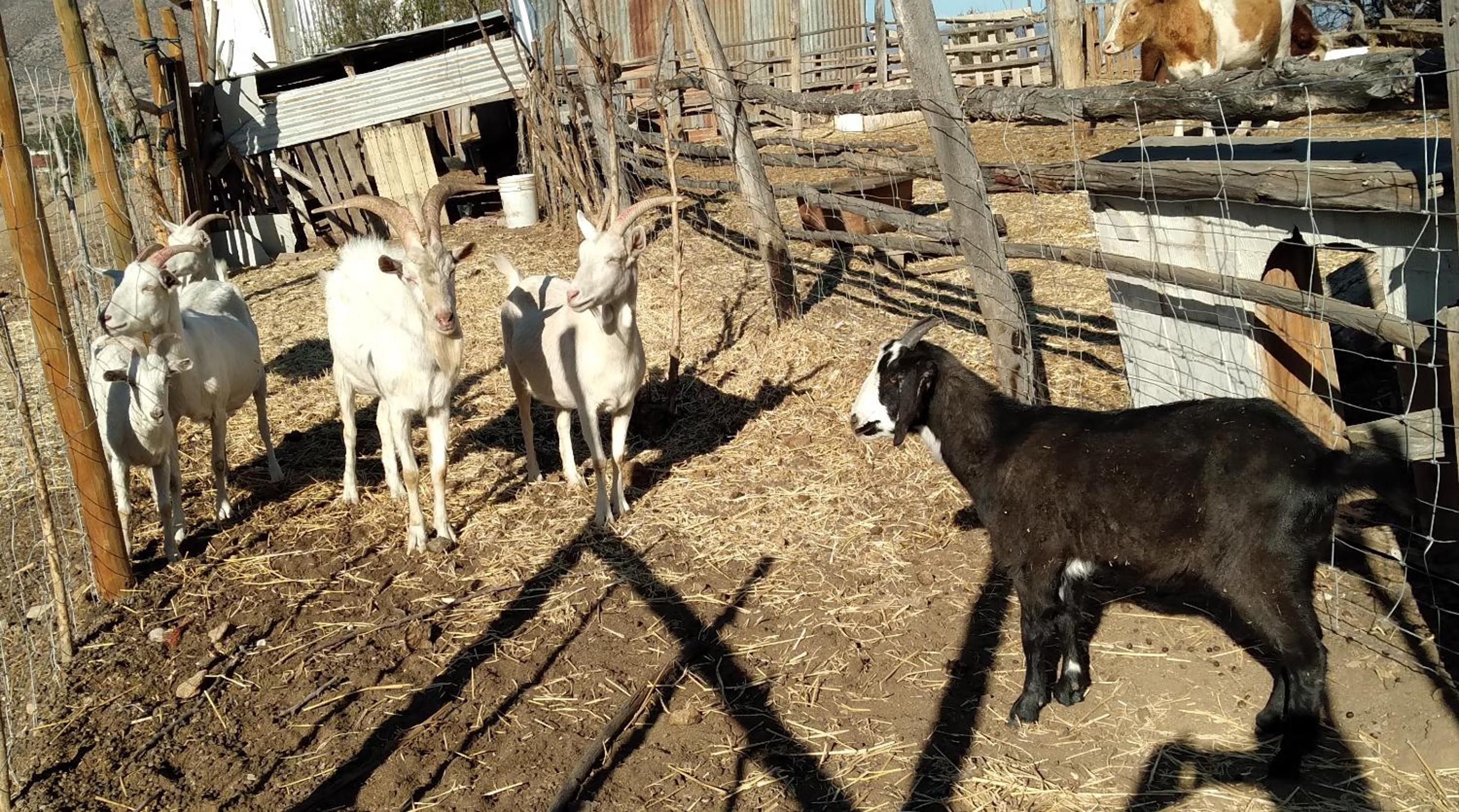 Alojamiento Rural Polita, Agroturismo y Patrimonial