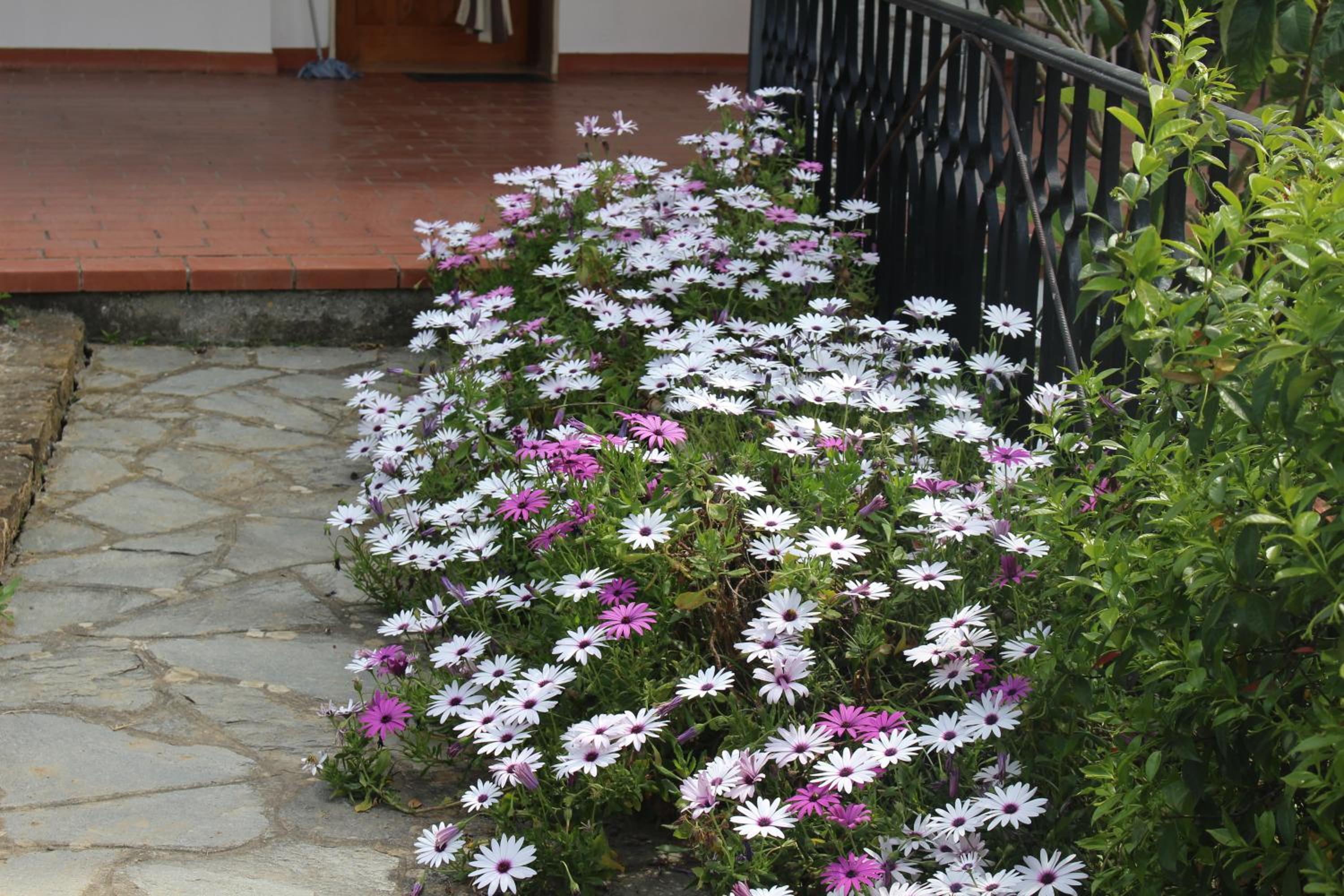 House in Caramagna view 5