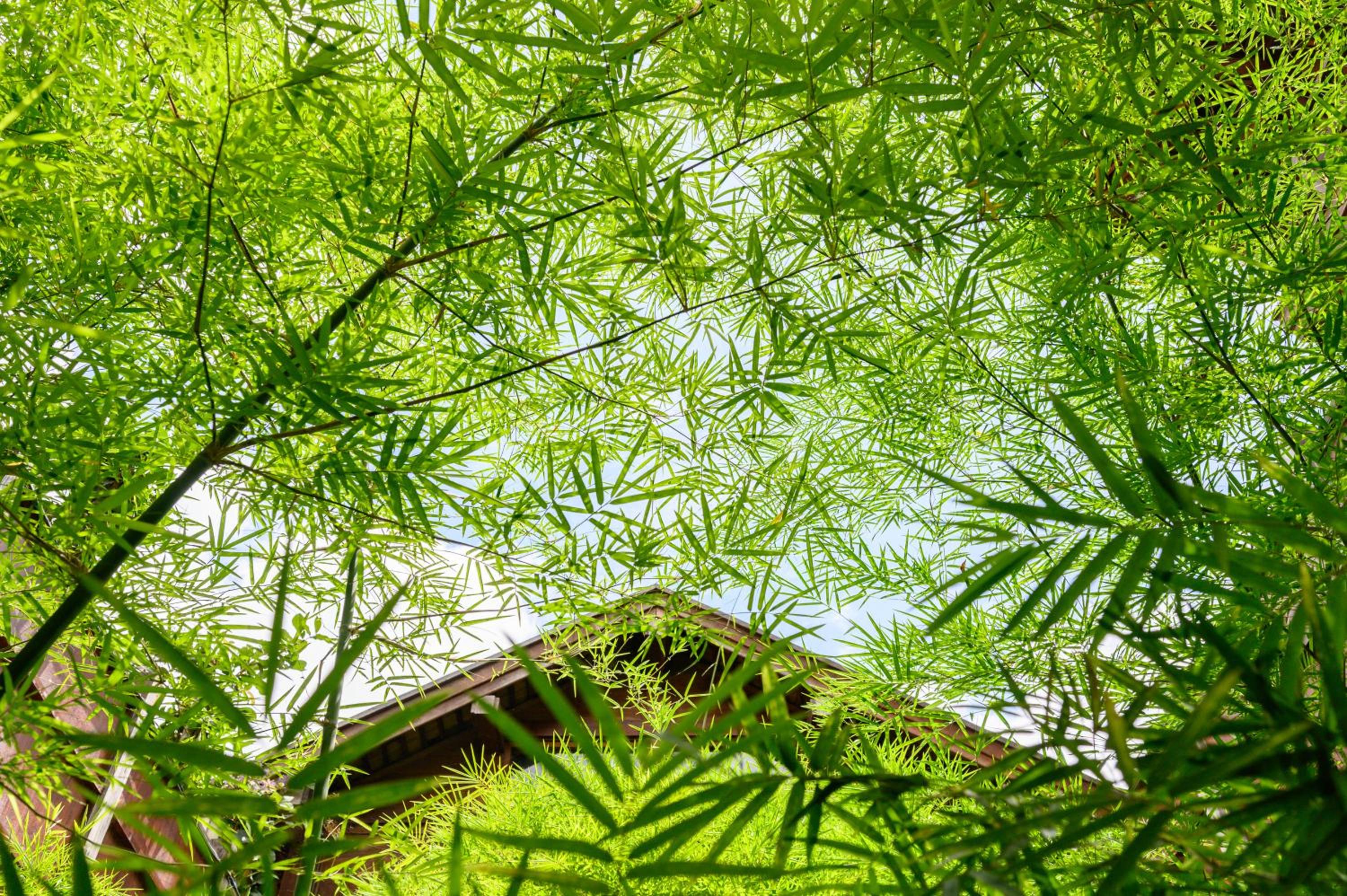 Onsen at Moncham