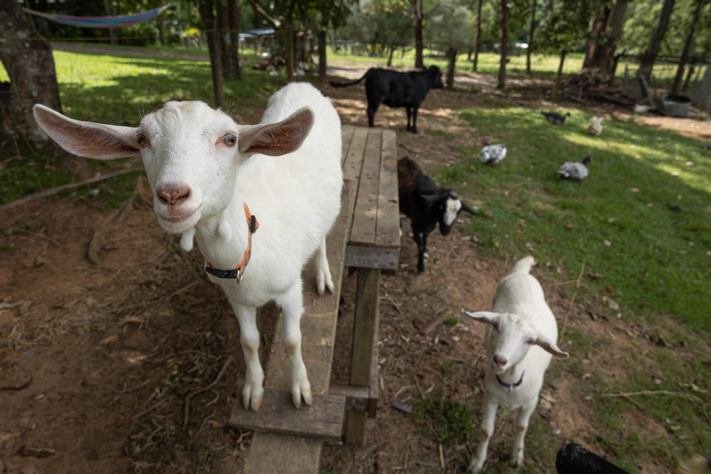 Blackwattle Farm