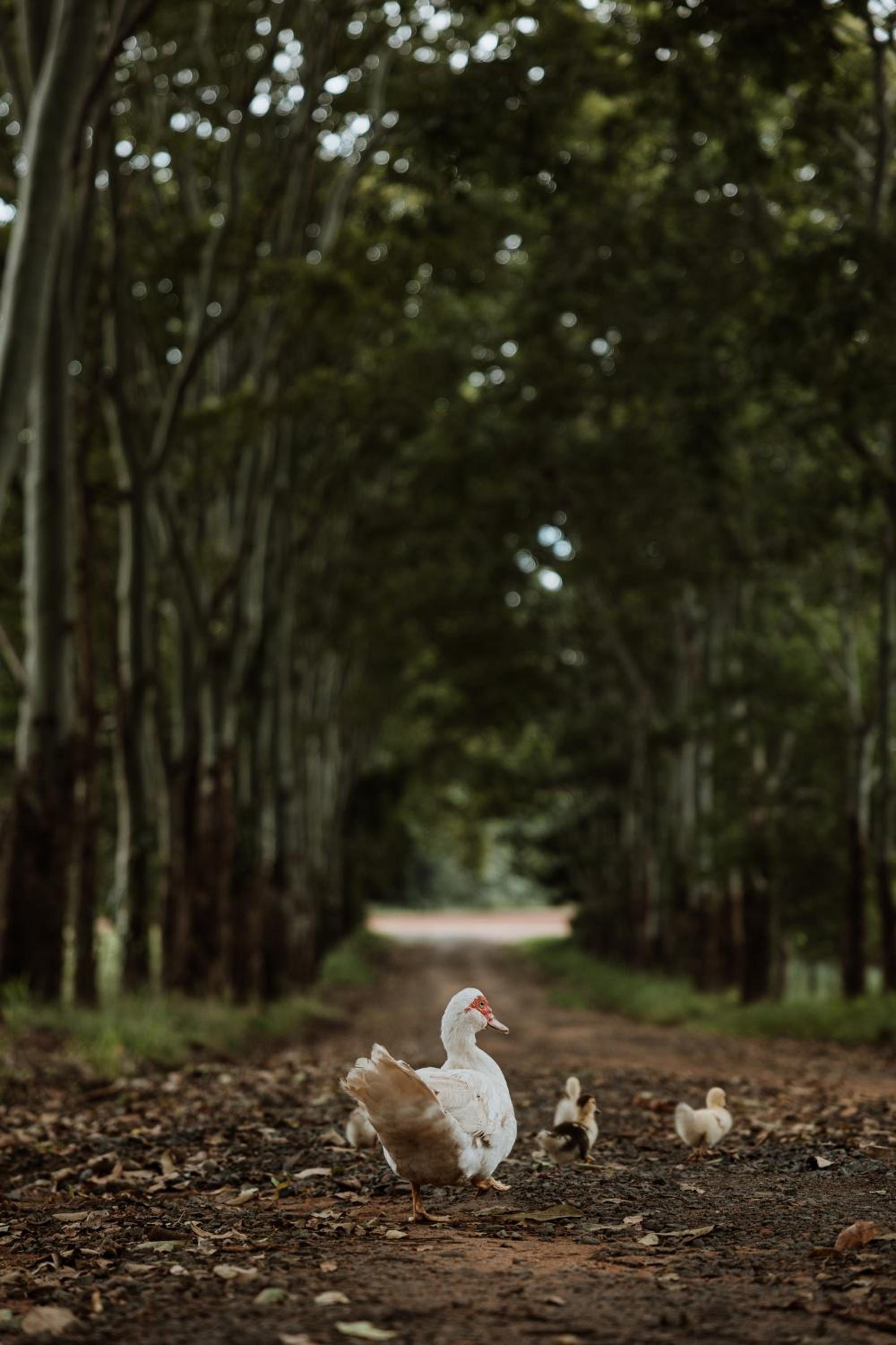 Blackwattle Farm