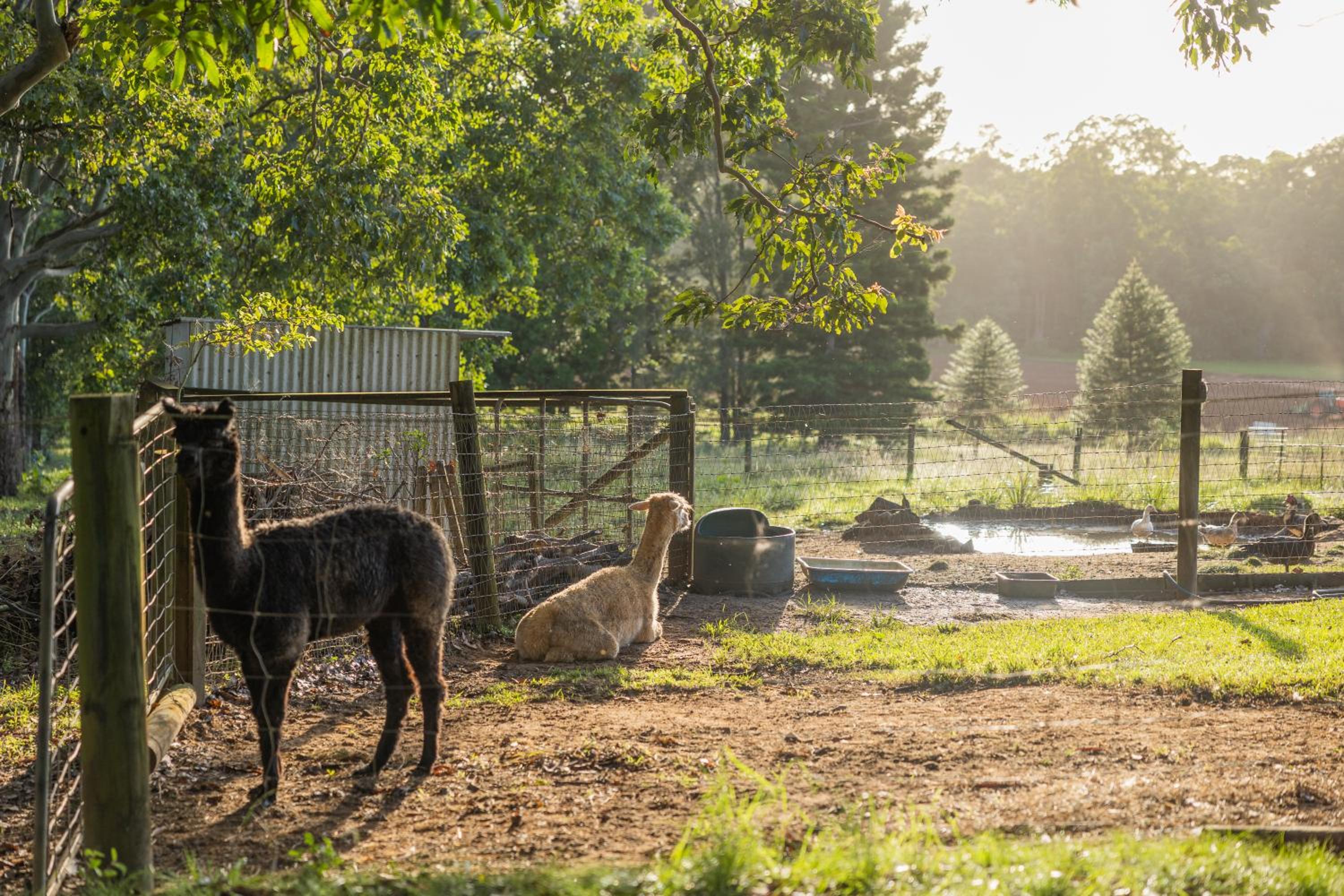 Blackwattle Farm