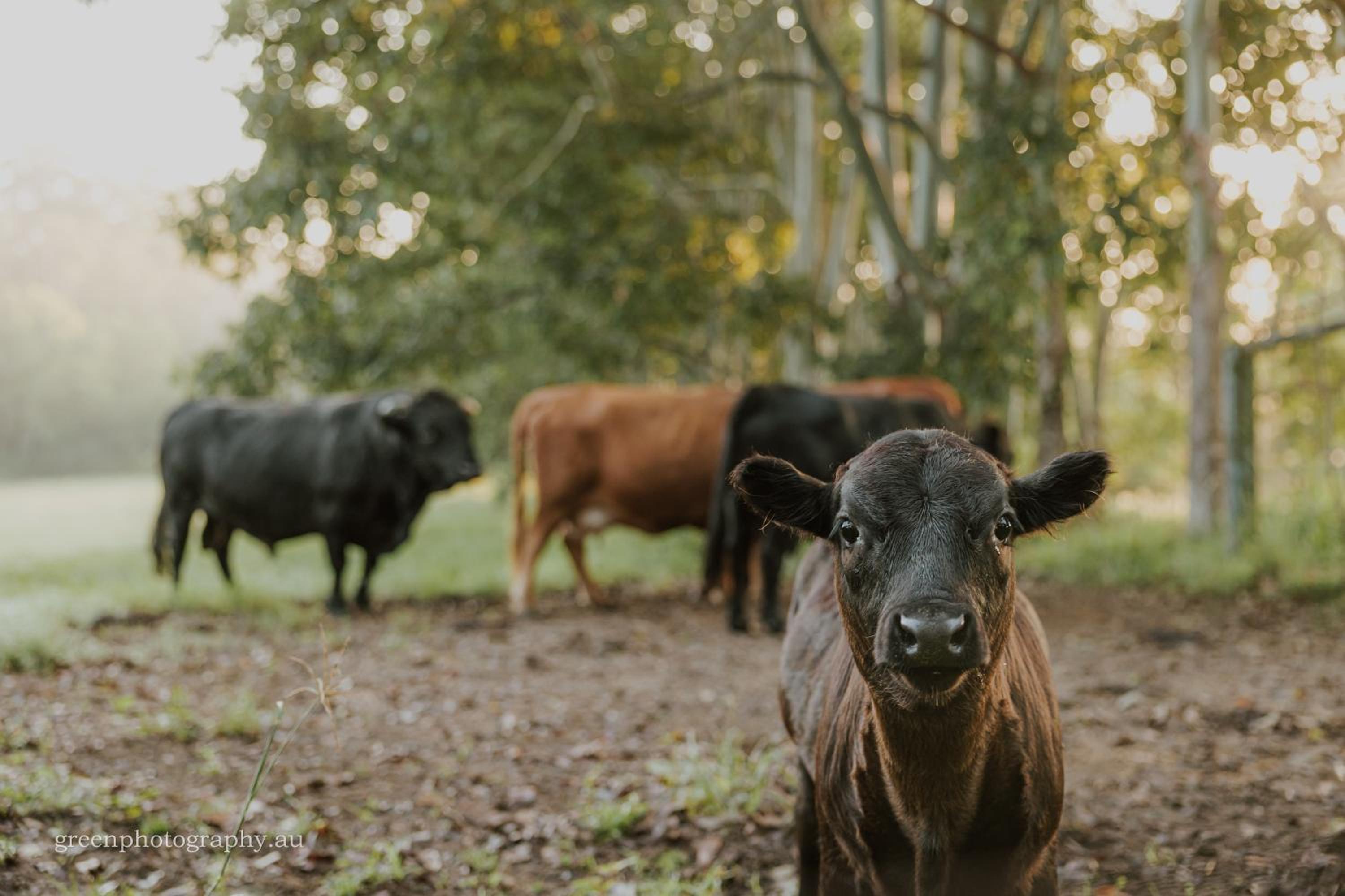 Blackwattle Farm
