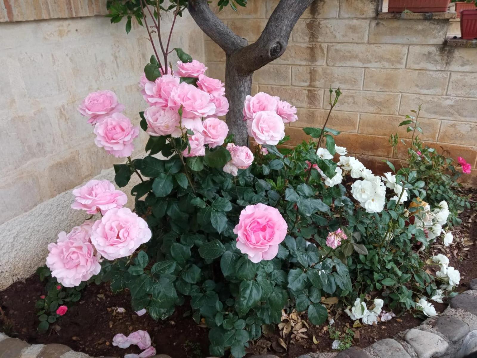 Photo 46