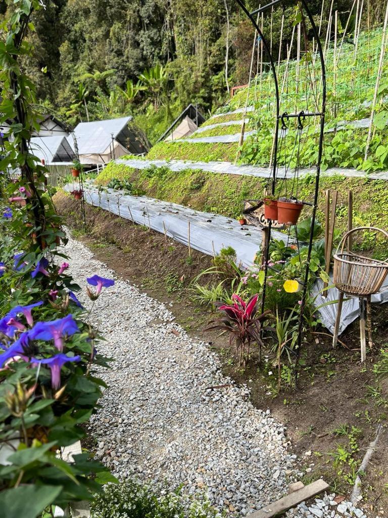 The Backyard Glamping Cameron Highlands