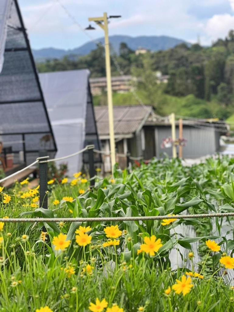 The Backyard Glamping Cameron Highlands