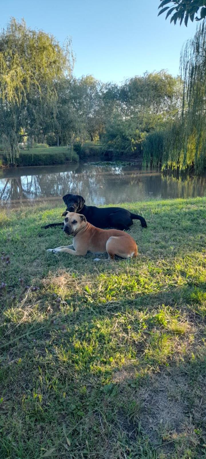 Los furgones de Areco