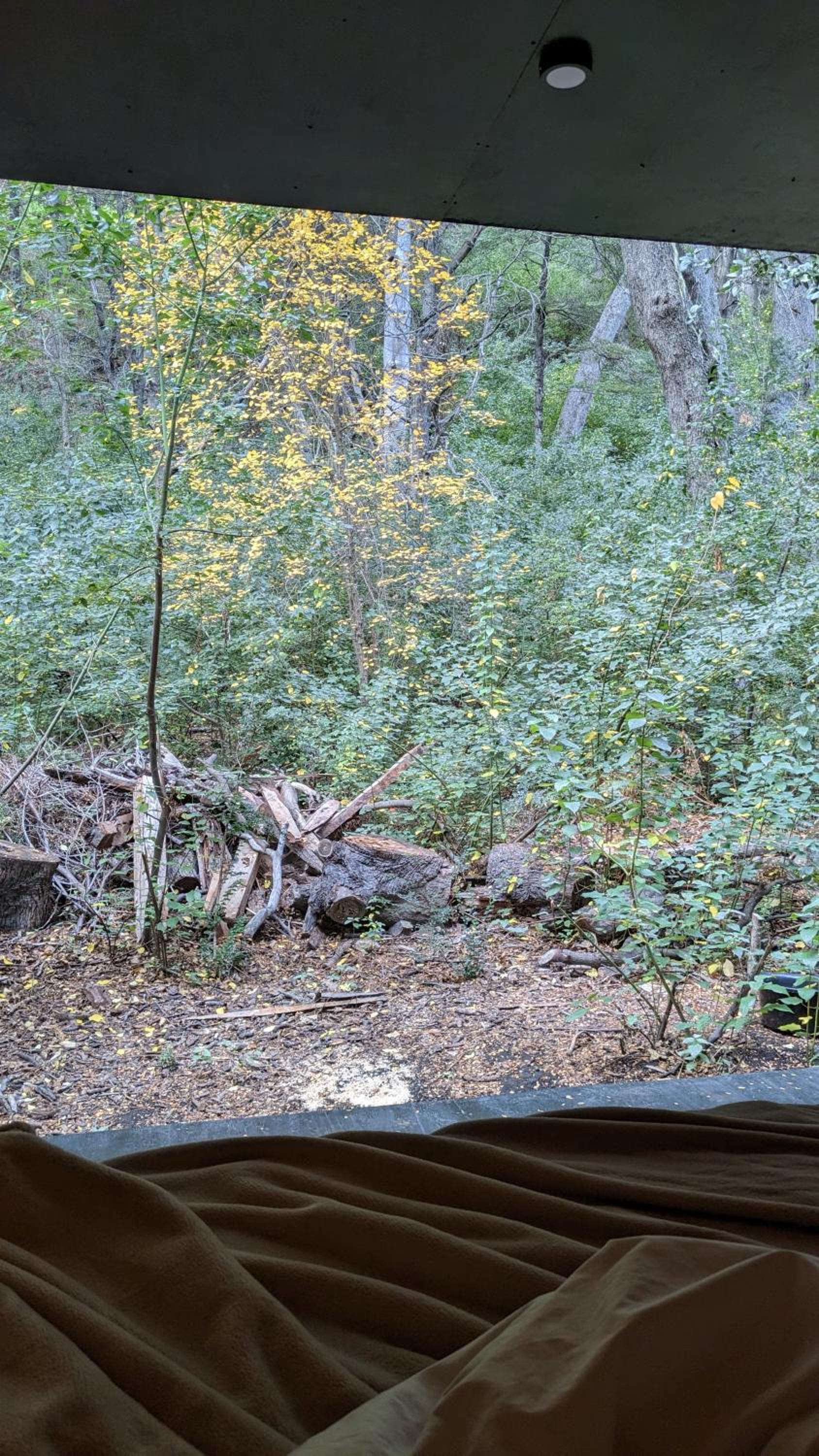 El Bosque