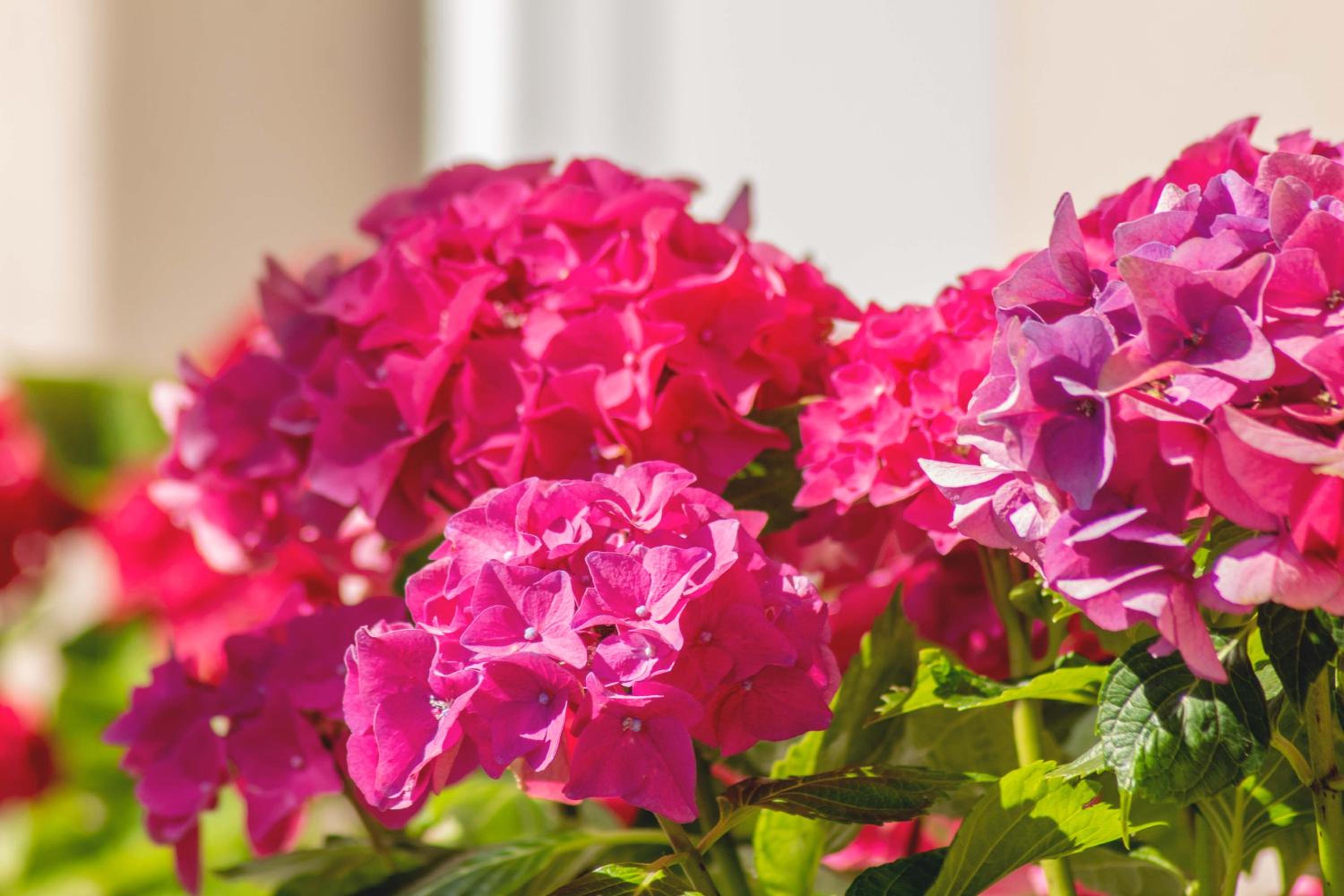 Hortensia