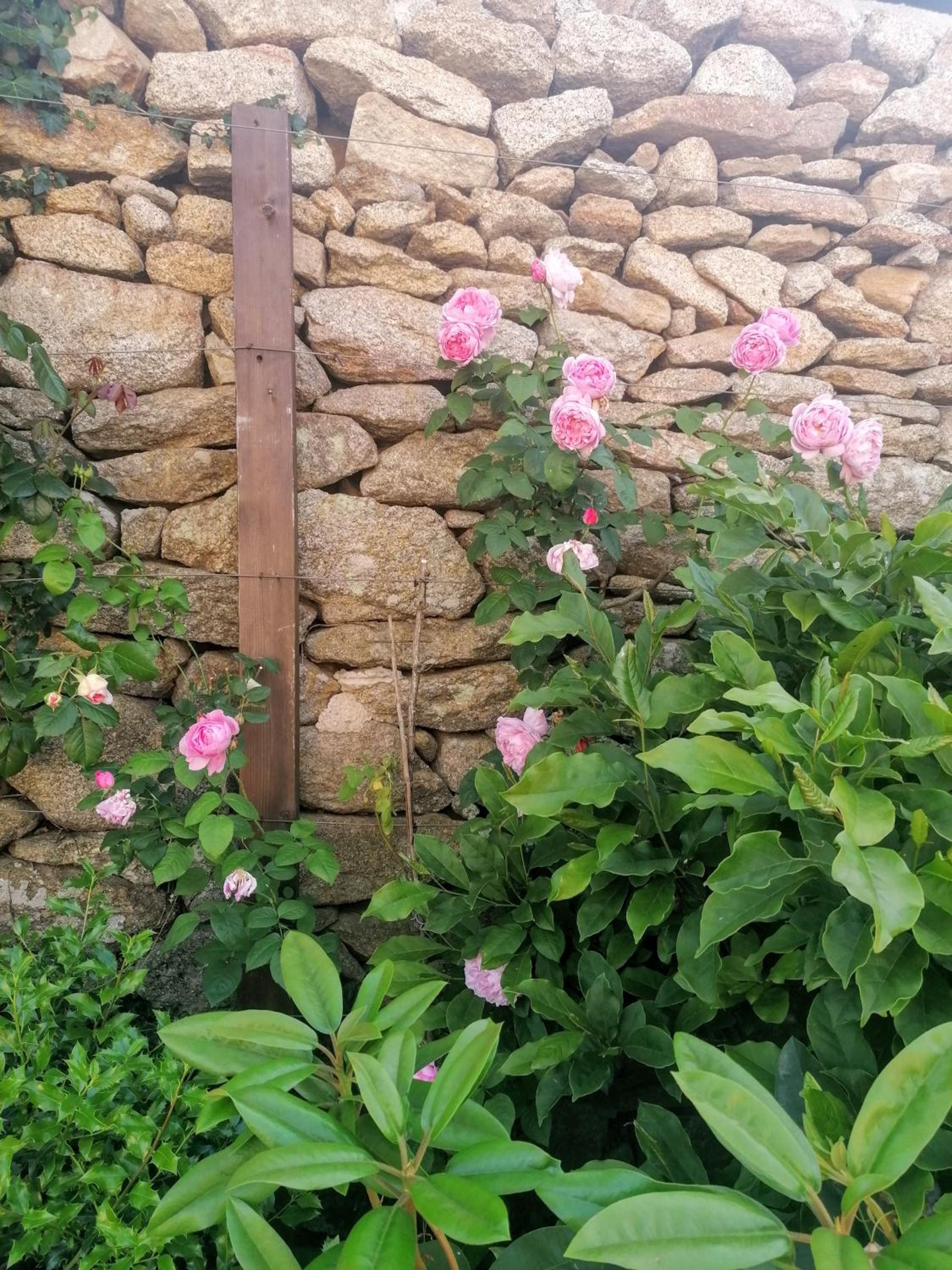 ROSAS DA GRANJA - CASA DE CAMPO view 2