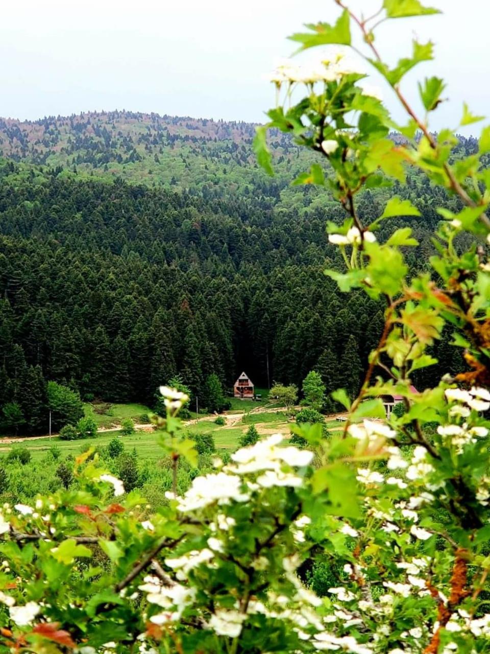 ხის სახლი