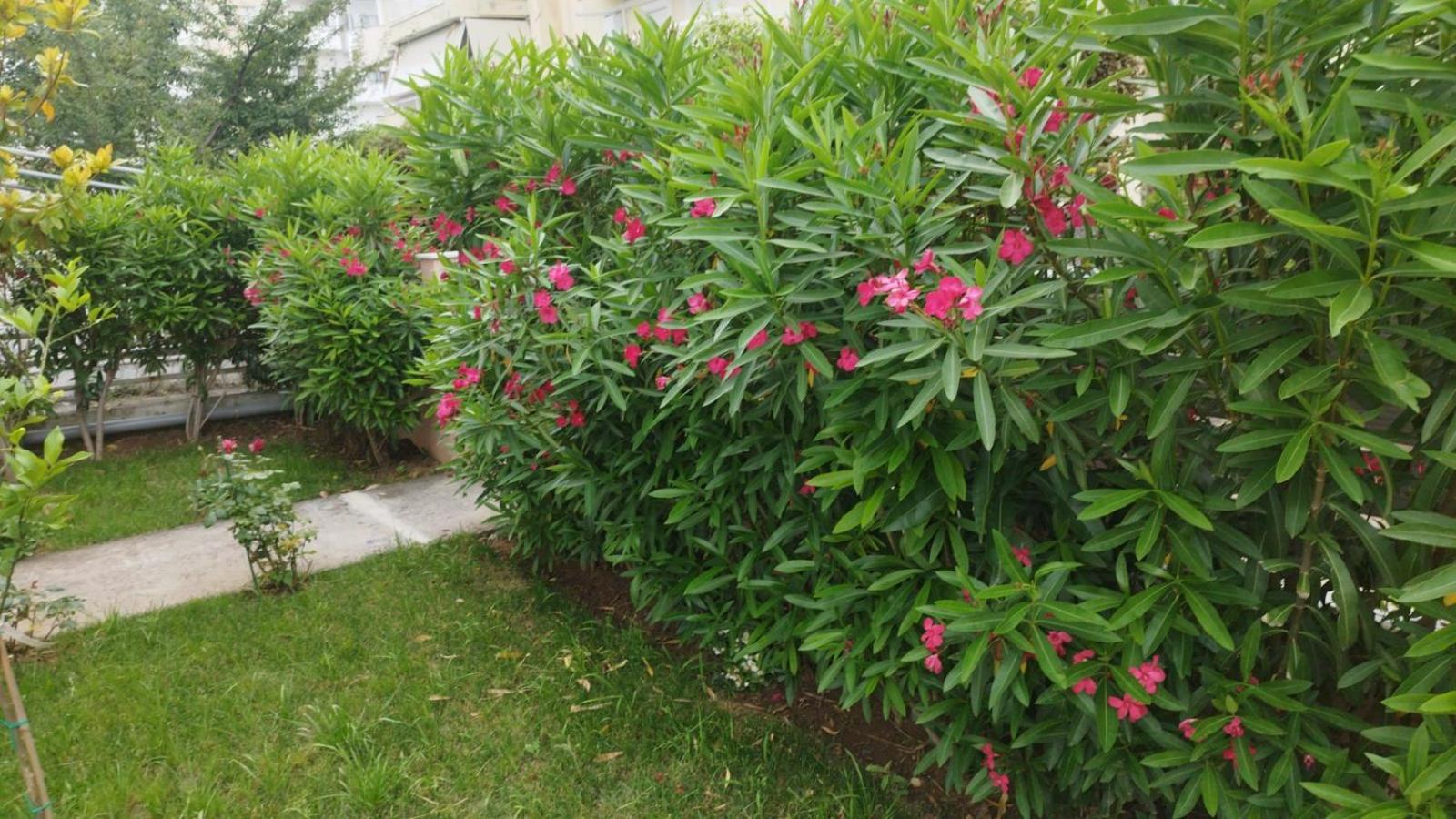 Renovated apartment with garden and parking space view 5