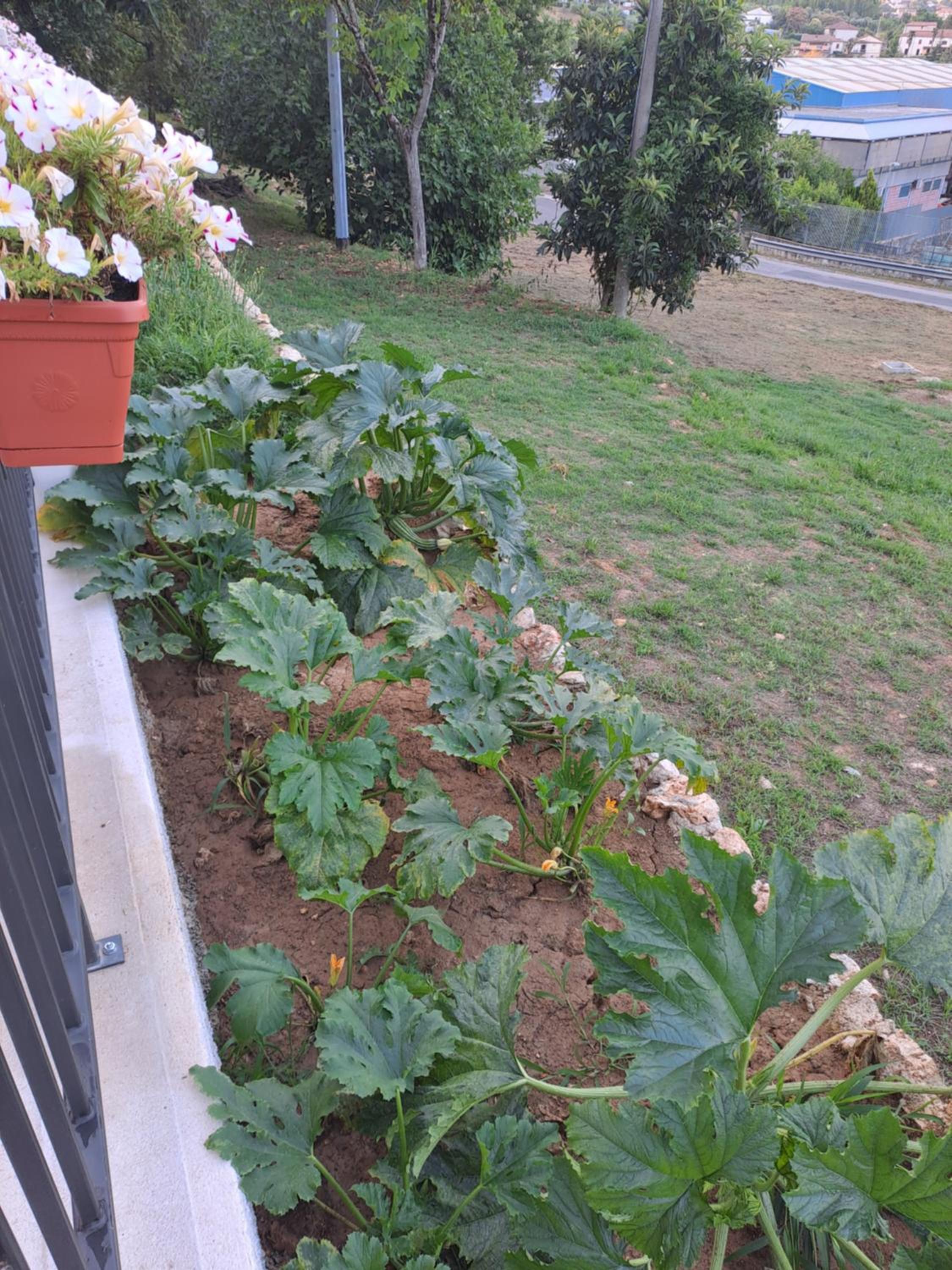 Agriturismo Pavoni