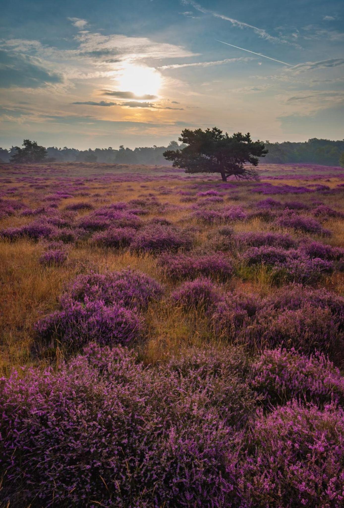Vakantiehuis Vliegend Hert Veluwe view 3