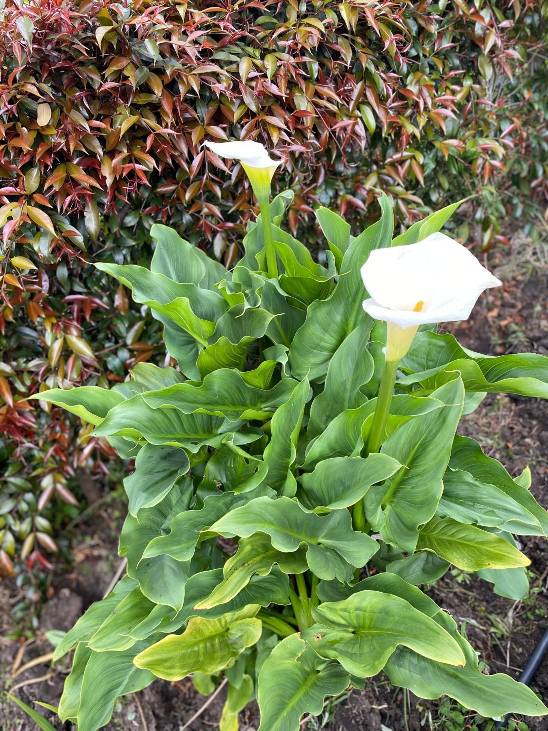 Photo 22