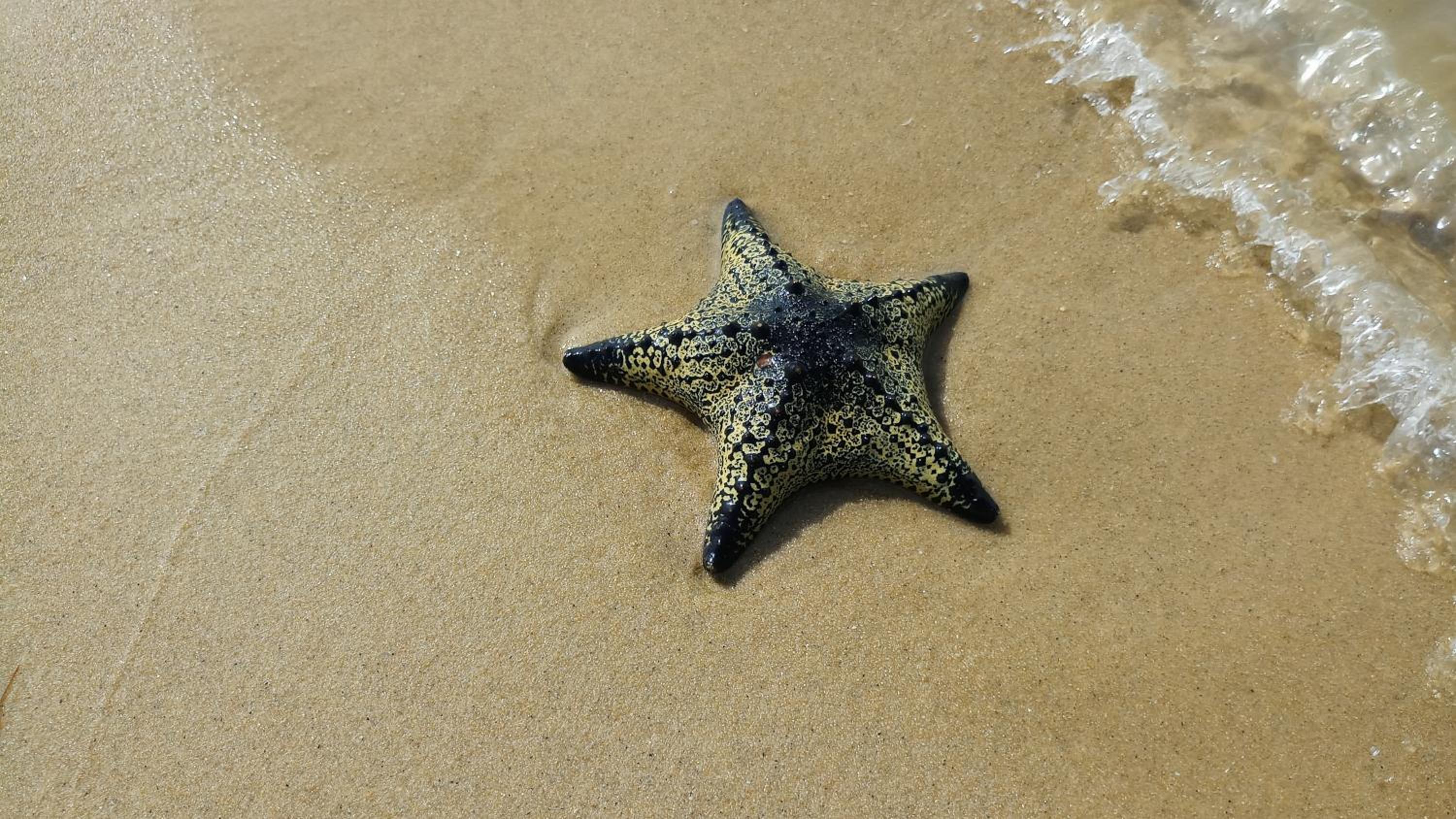 Elements Beach & Nature Resort