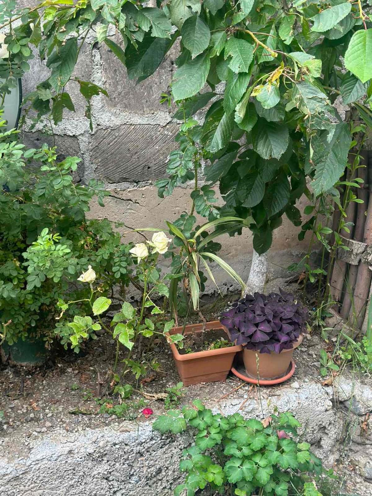 Ispiryan's Home