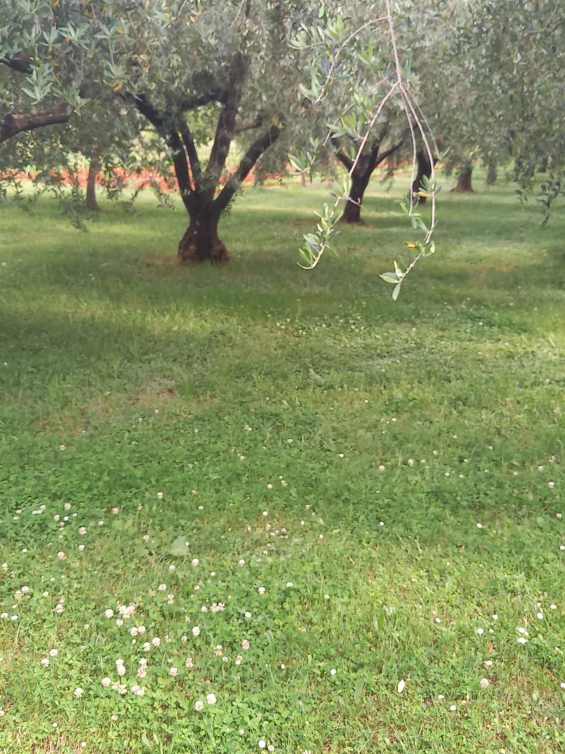 CASETTA TRA GLI ULIVI