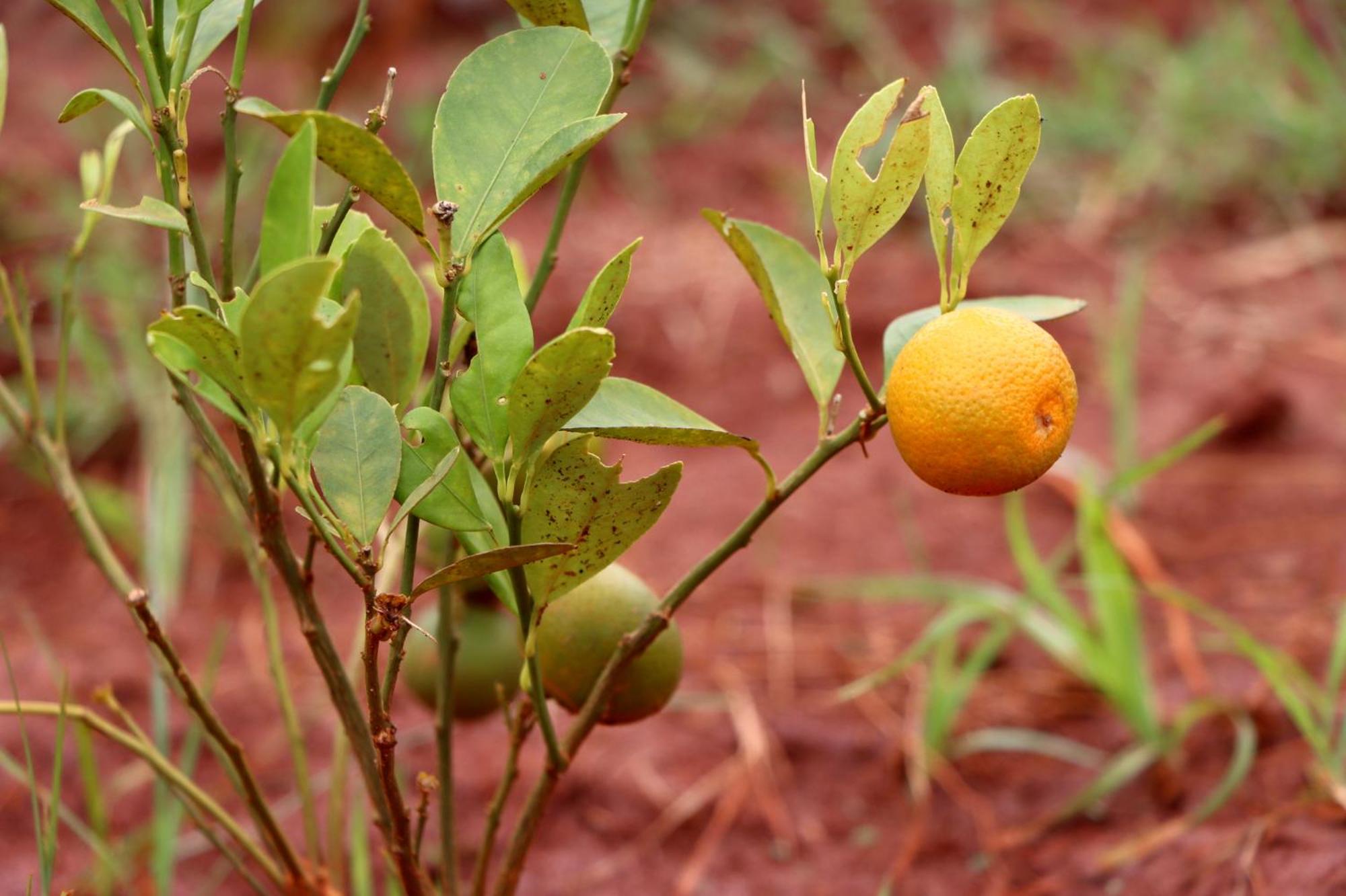 Auro Sunrise Resort Auroville